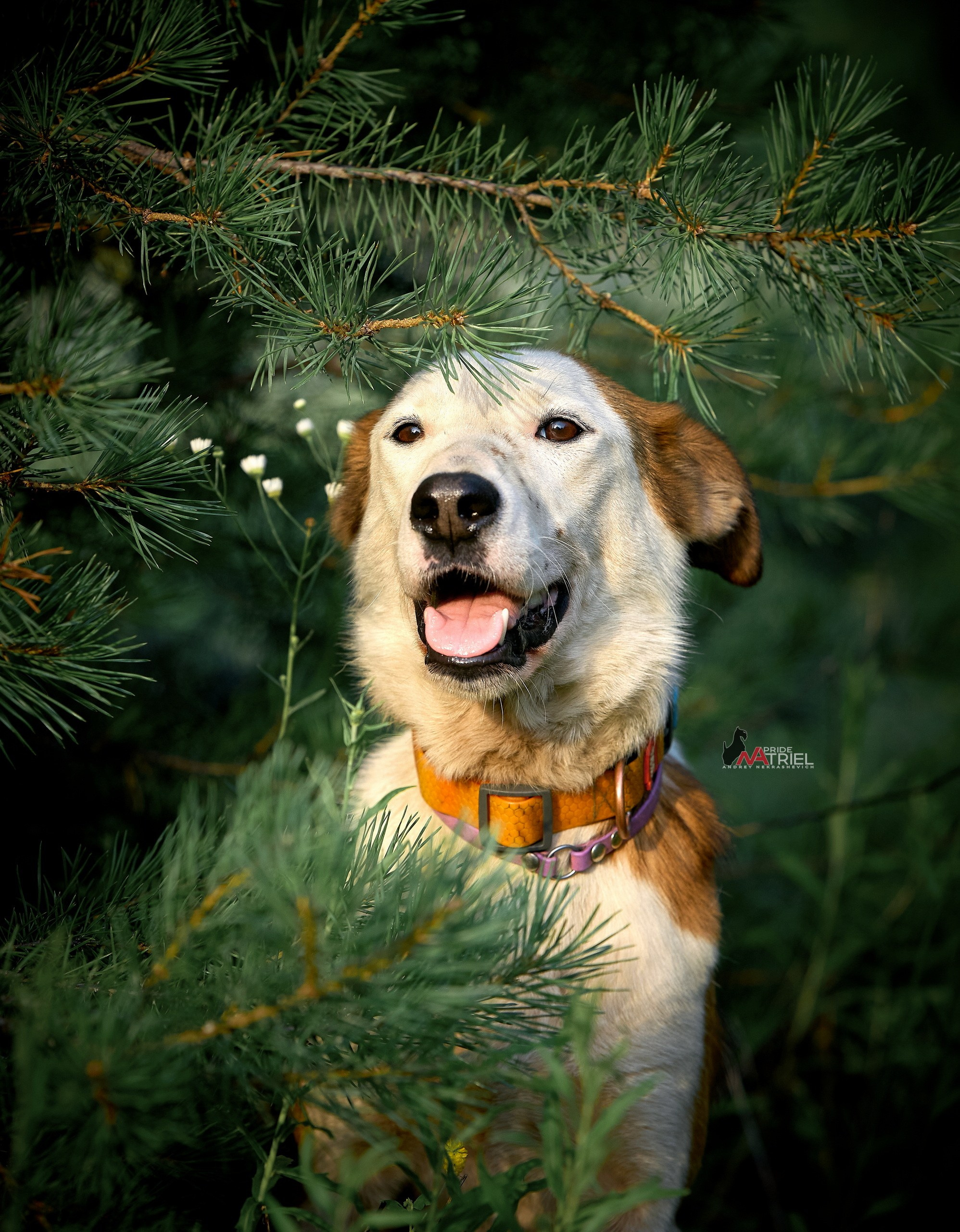 Портреты собак — галерея NATRIEL