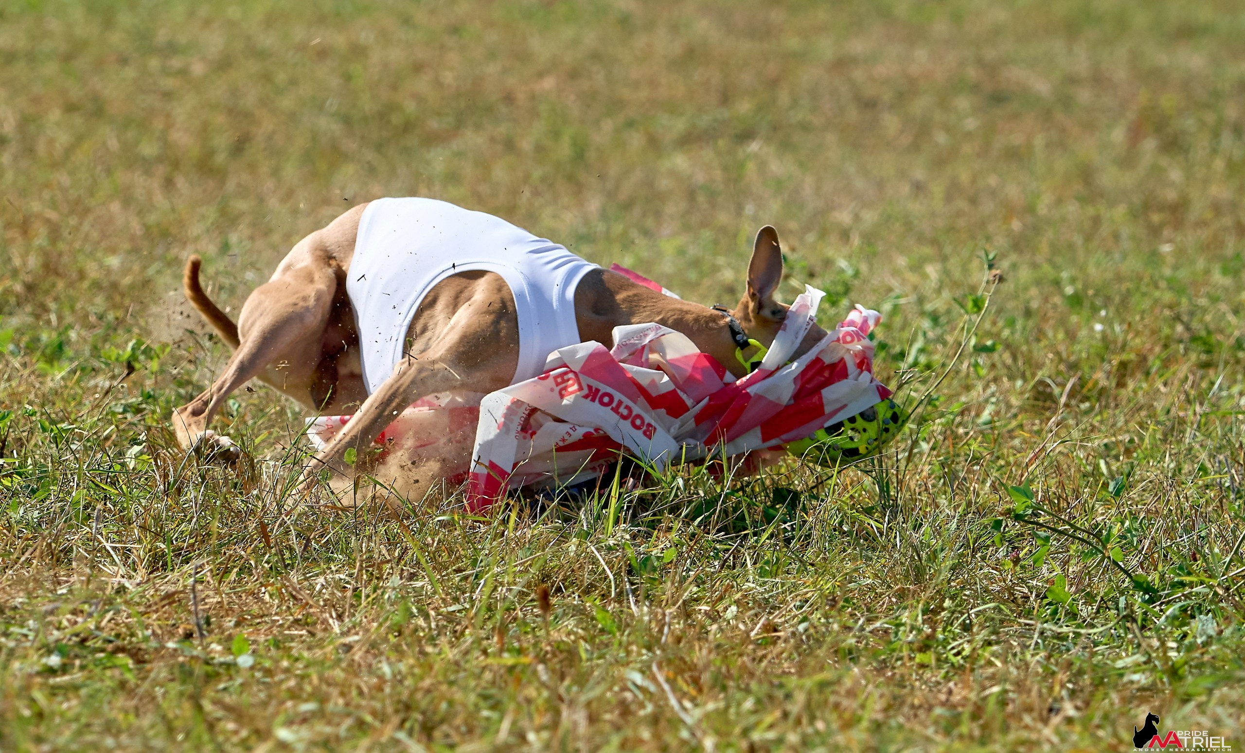 Съемка курсинг — галерея NATRIEL