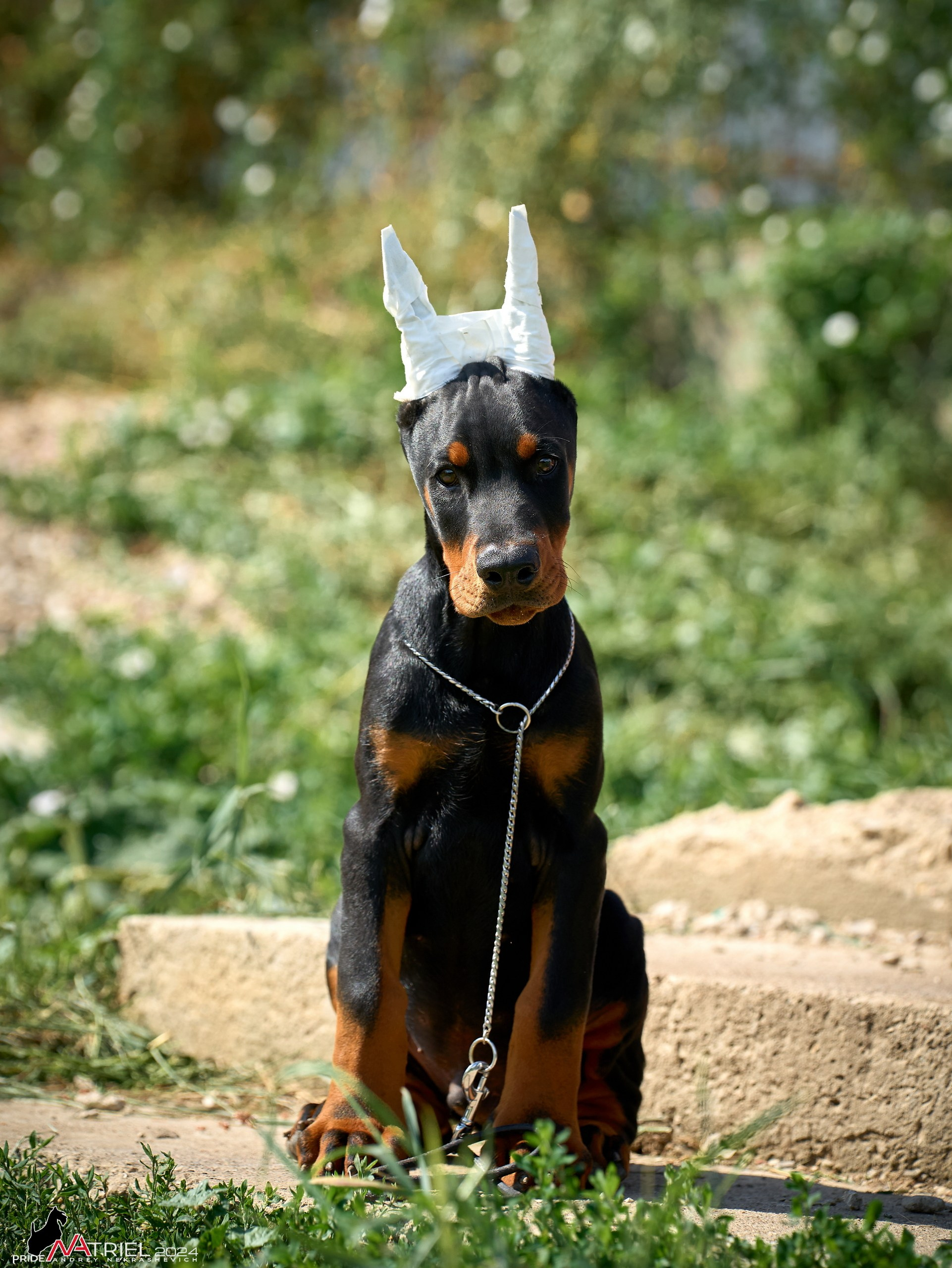 Съемка щенков доберманы