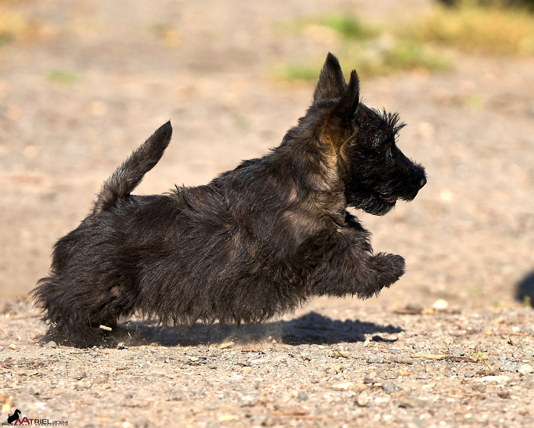 Съемка собак в питомнике