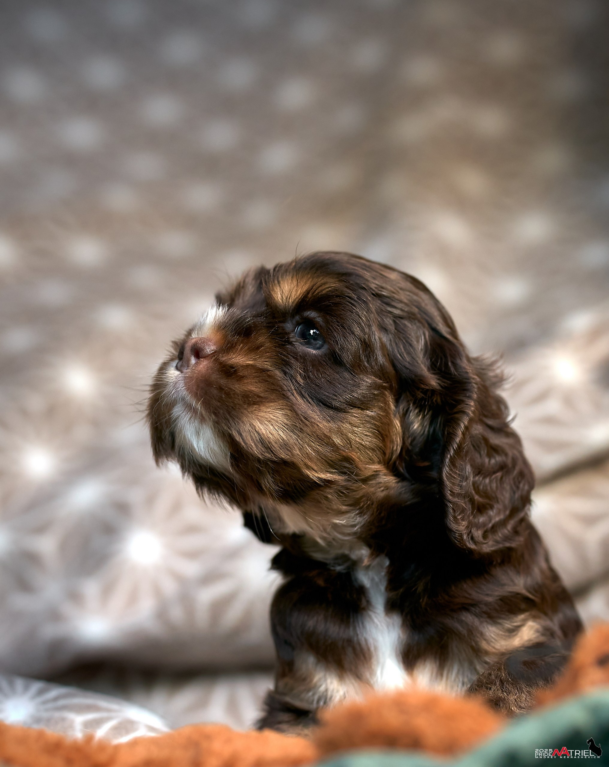 Щенки АмКокеров