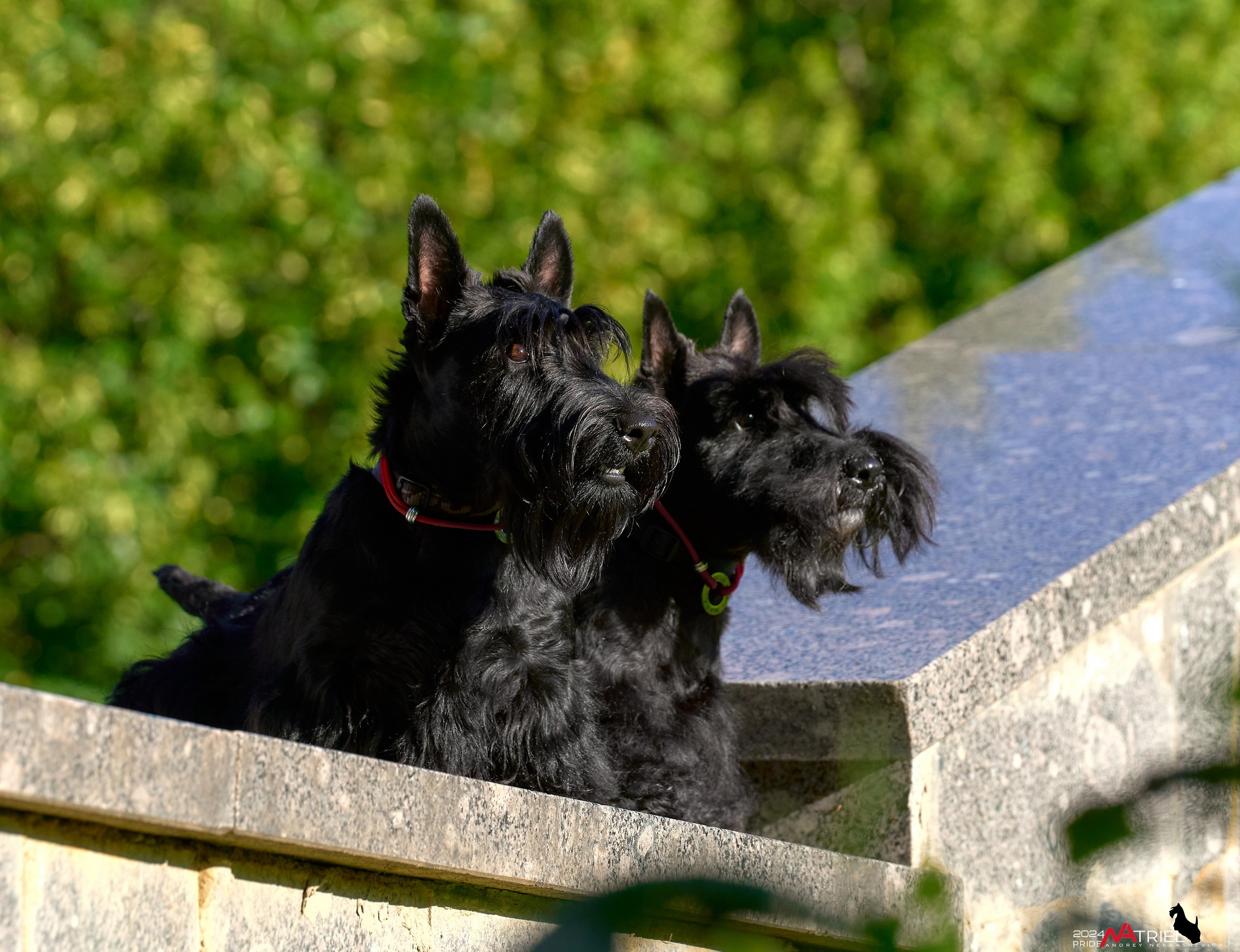 Семейная фотопрогулка с собаками