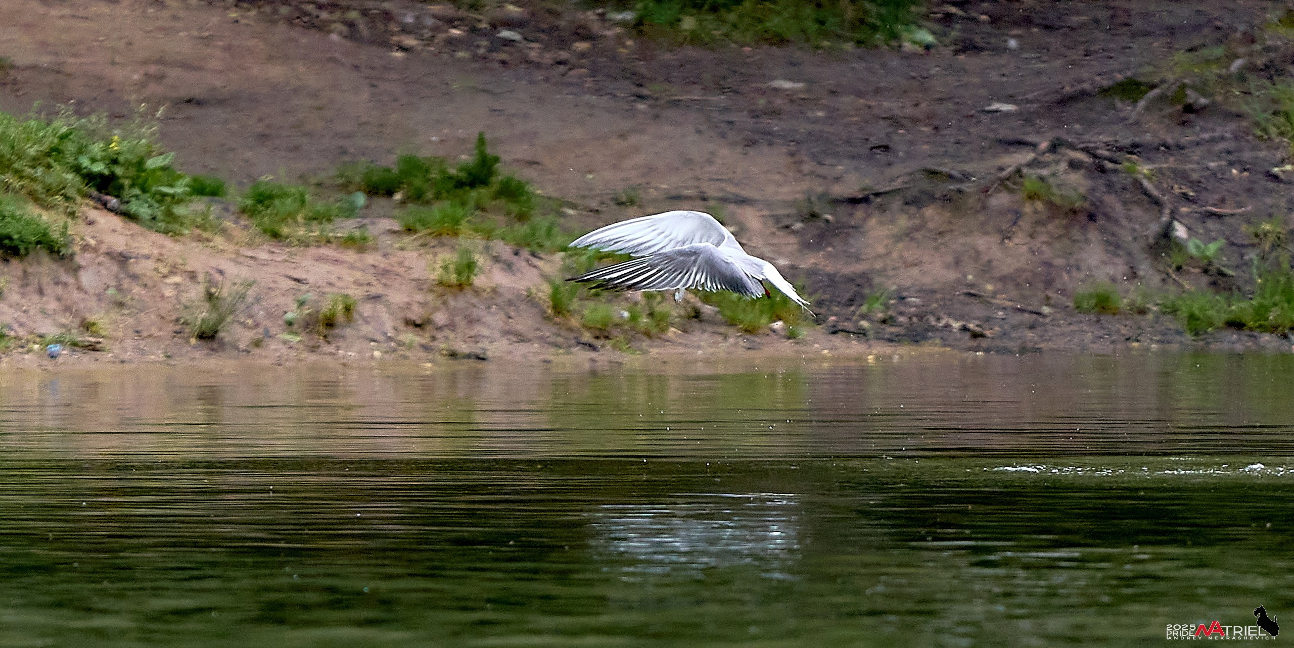 Съемка в парке на воде