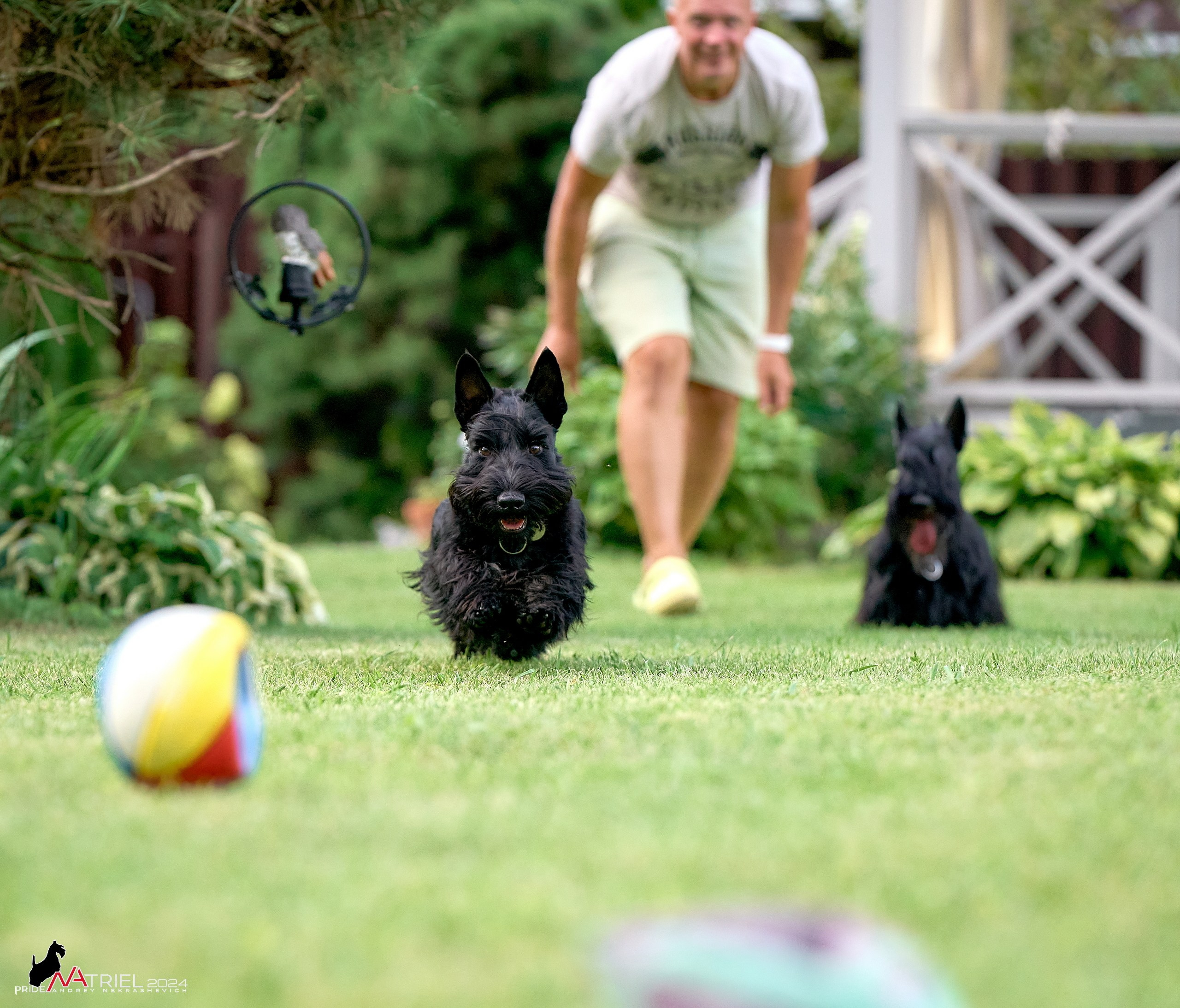 Скотчесемья «ИмпериалИти»