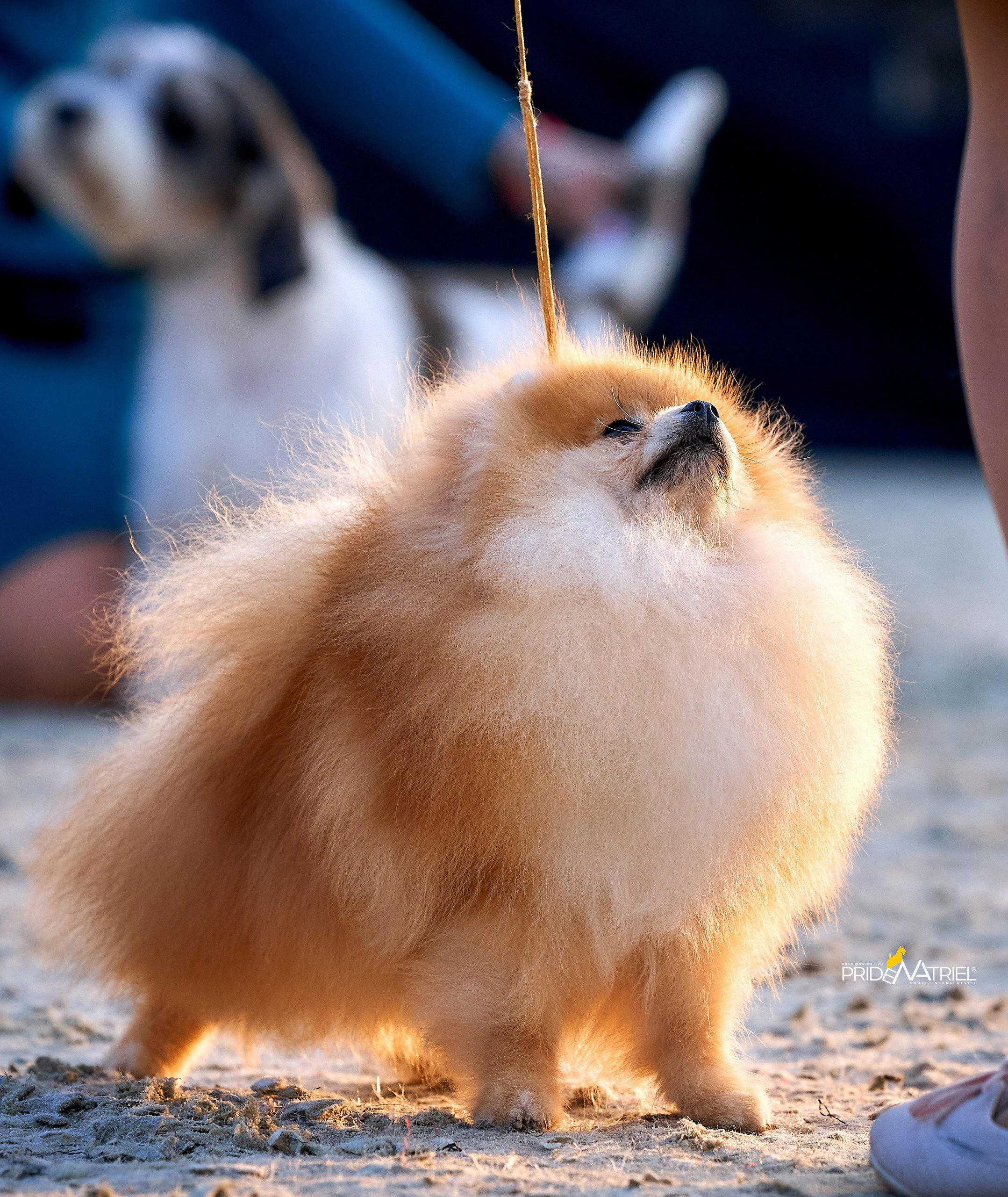 Работа в рингах — галерея NATRIEL