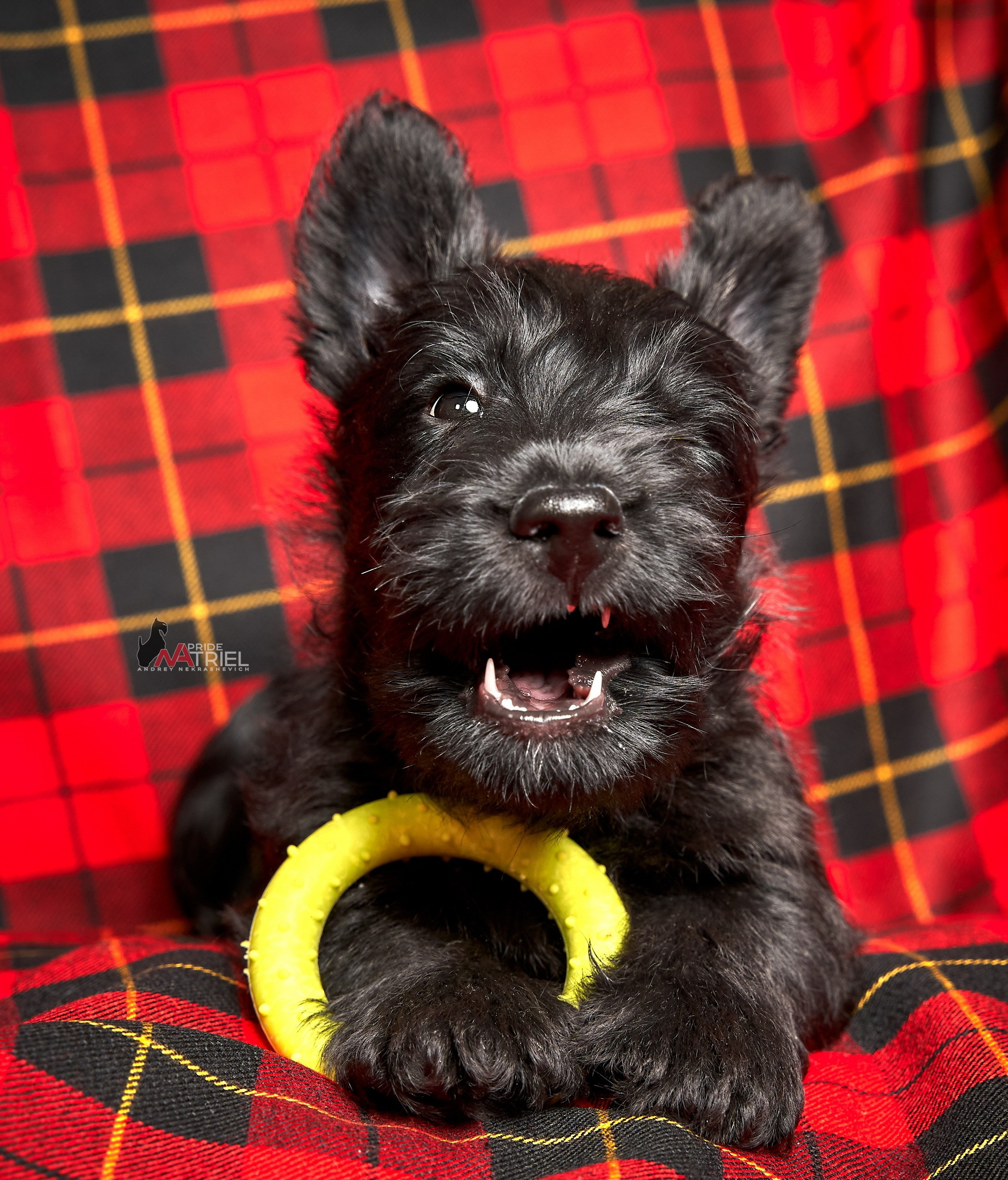 Щенки дома — галерея NATRIEL