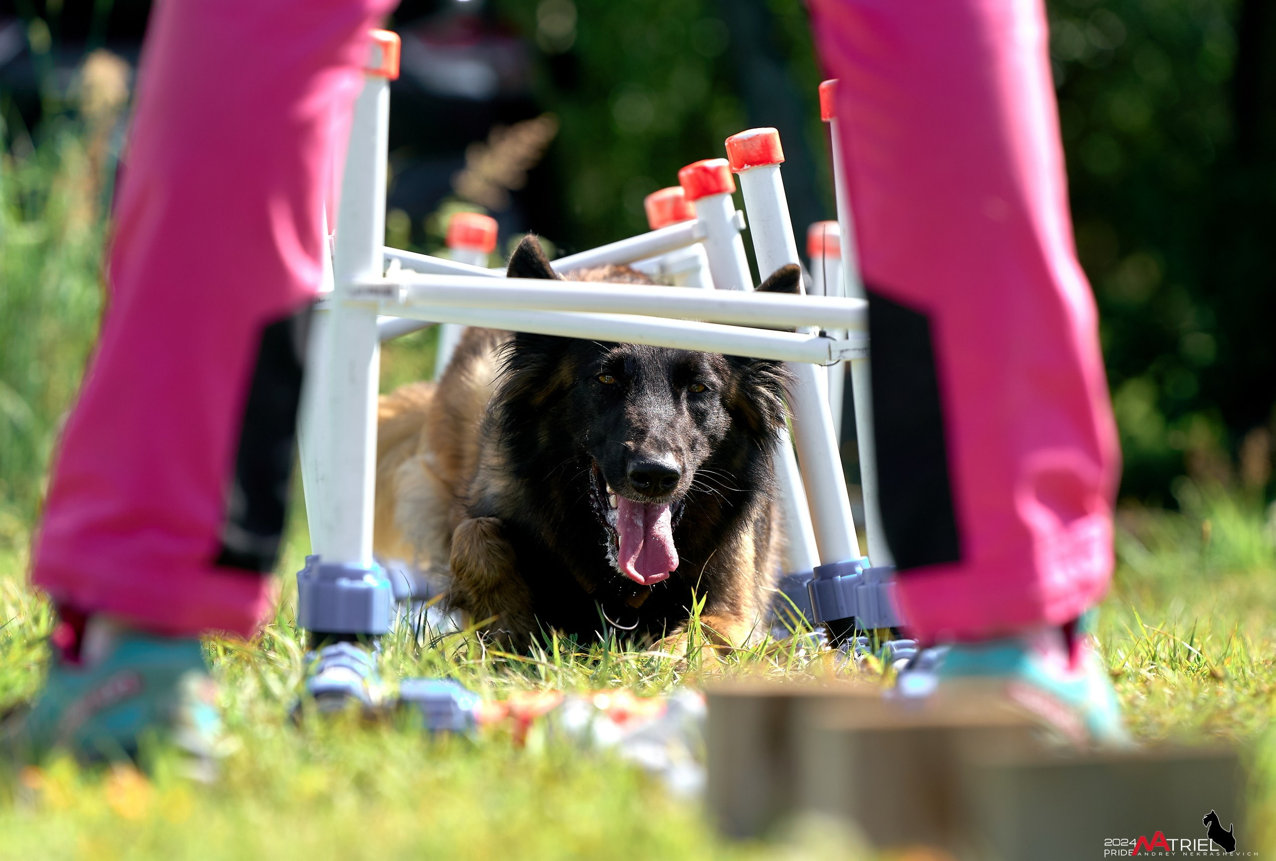 Репортаж из кинологического лагеря