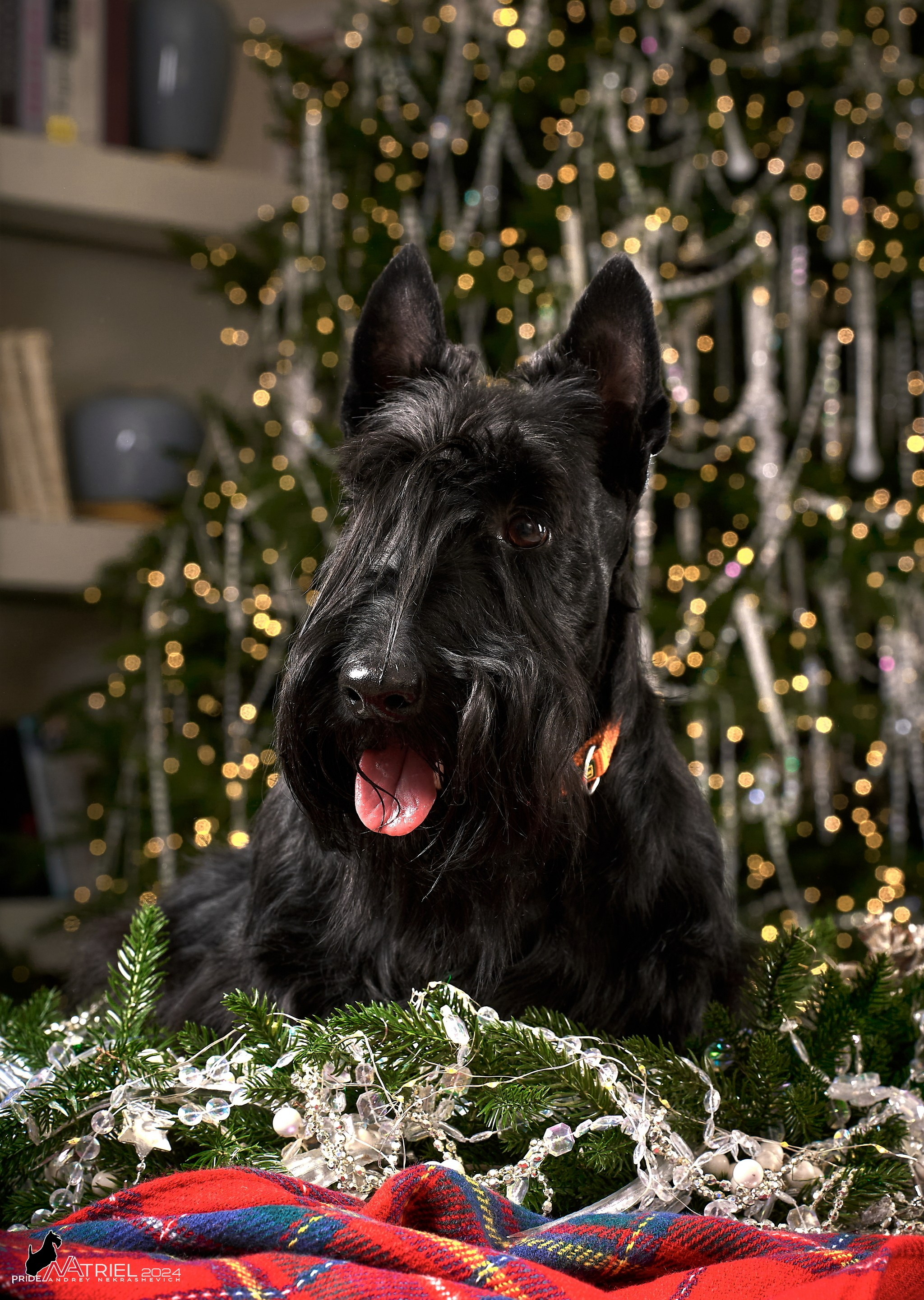 Семейная съемка с собаками в студии