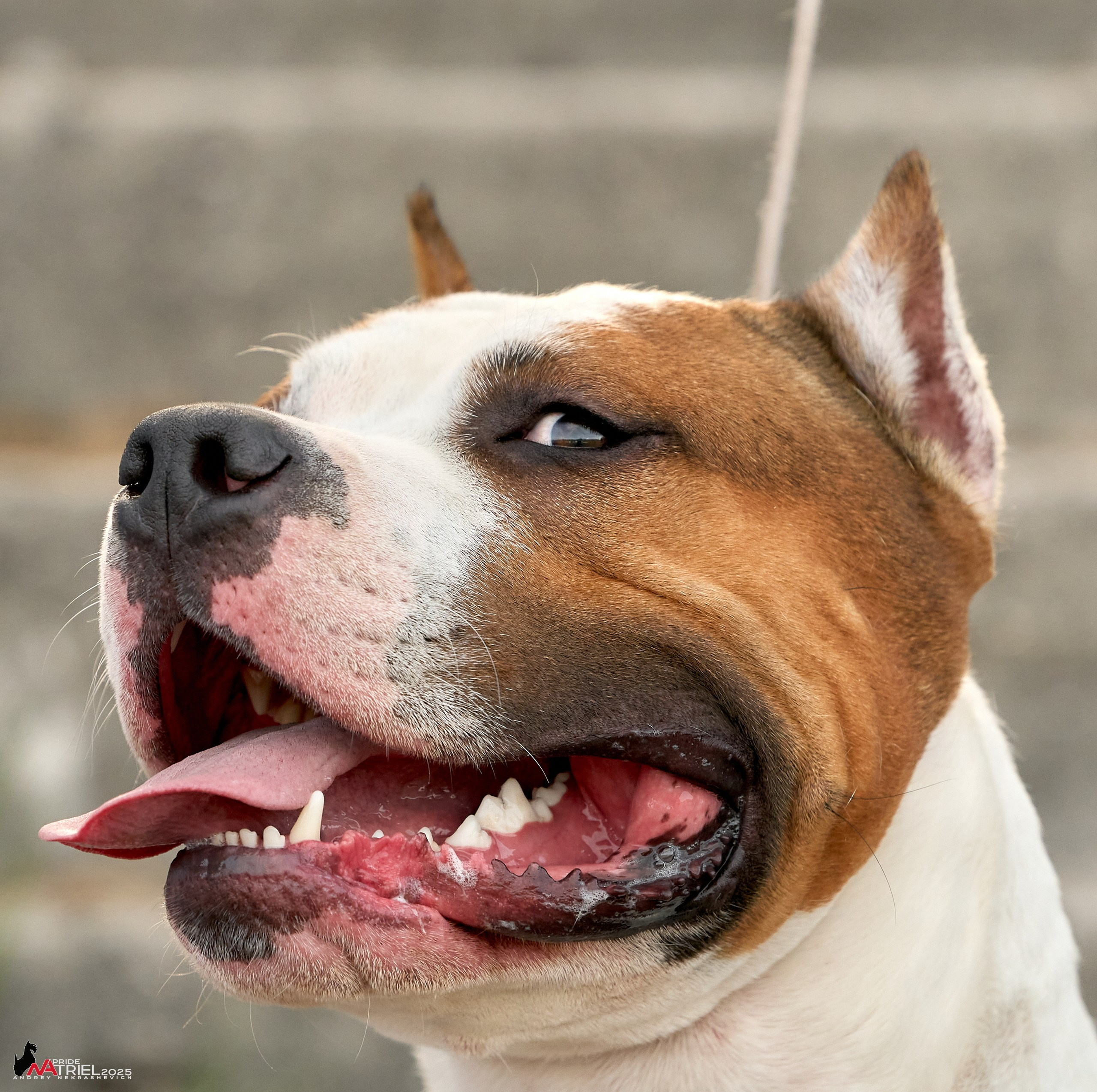 Выставка собак Суздаль-Владимир