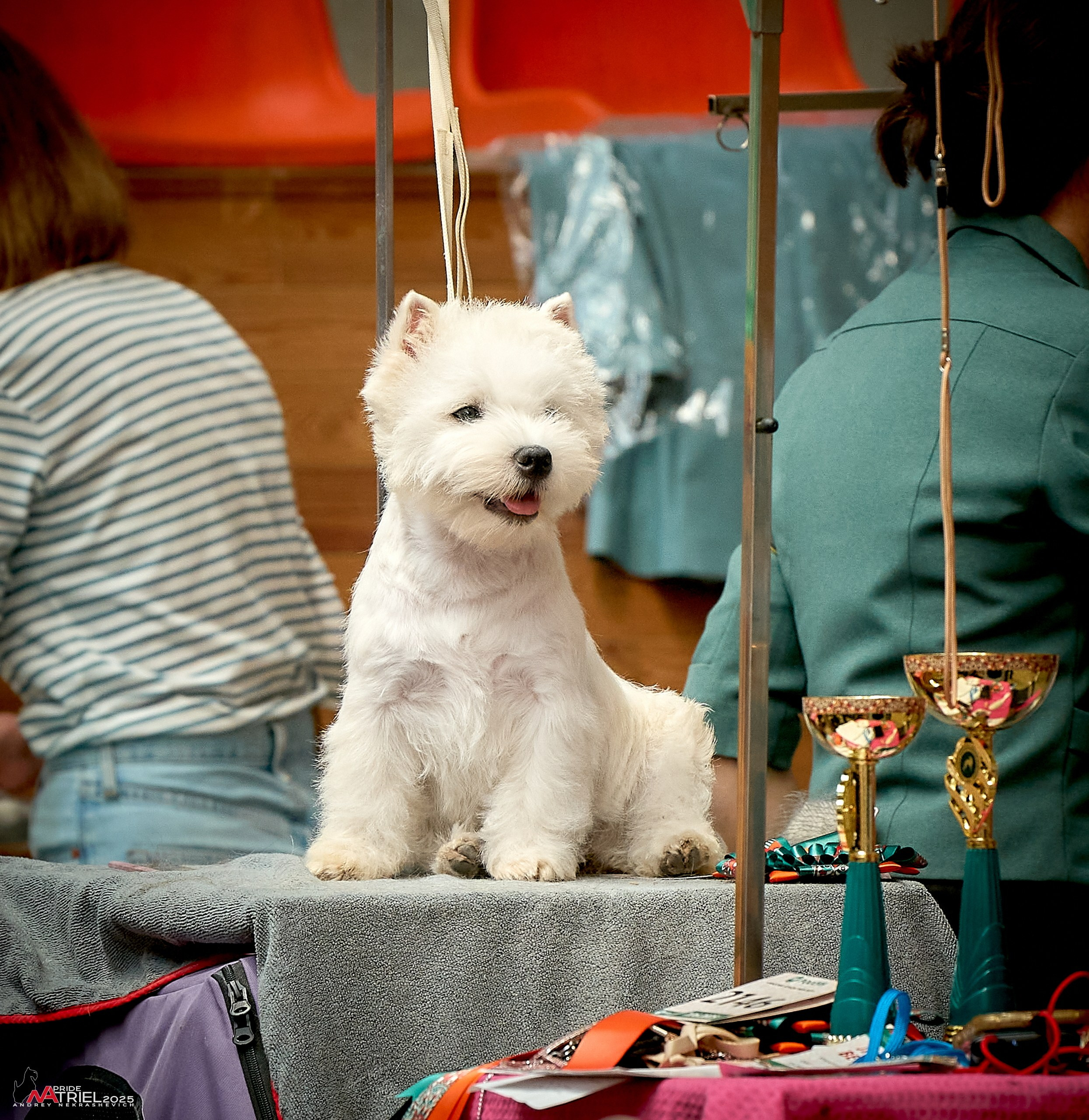 Выставка собак РОССИЯ — 2025