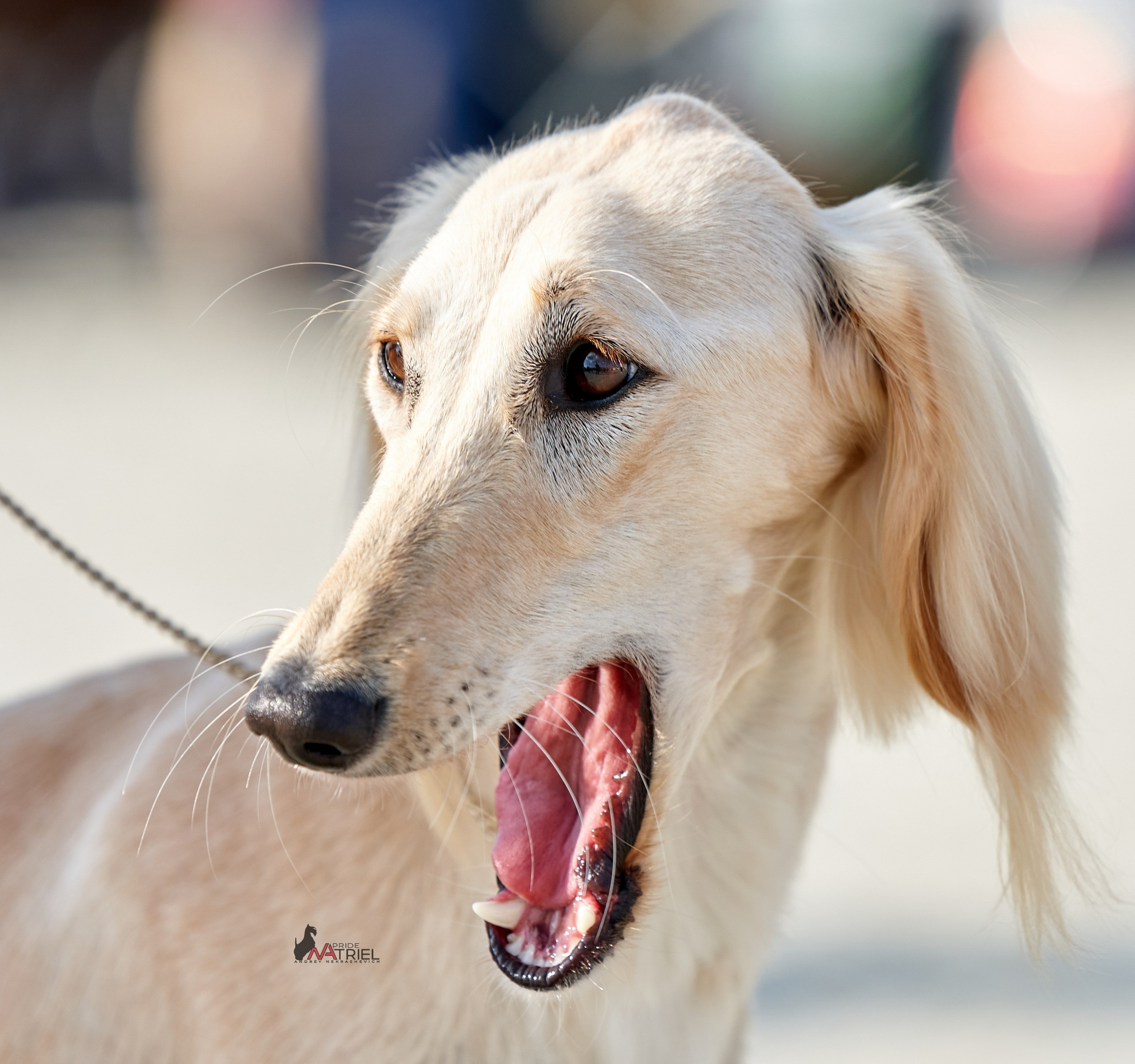 Портреты собак — галерея NATRIEL