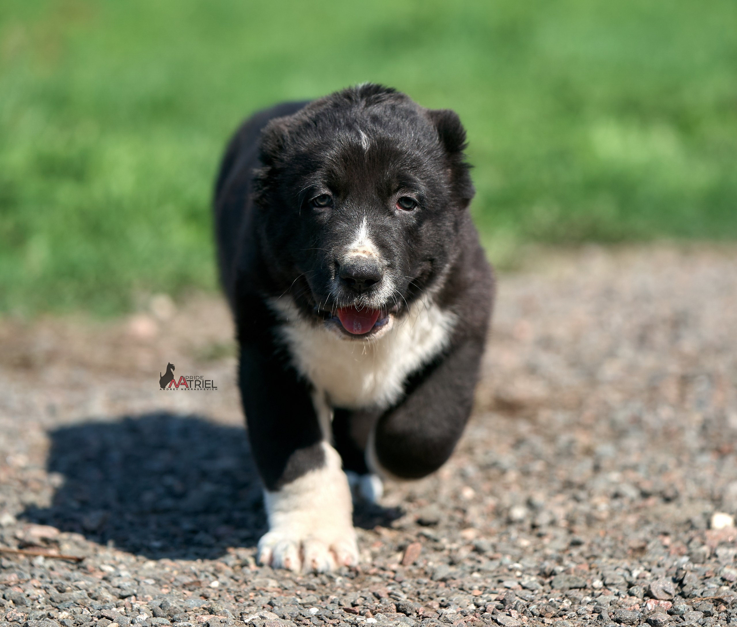 Среднеазиаты — щенки и взрослые