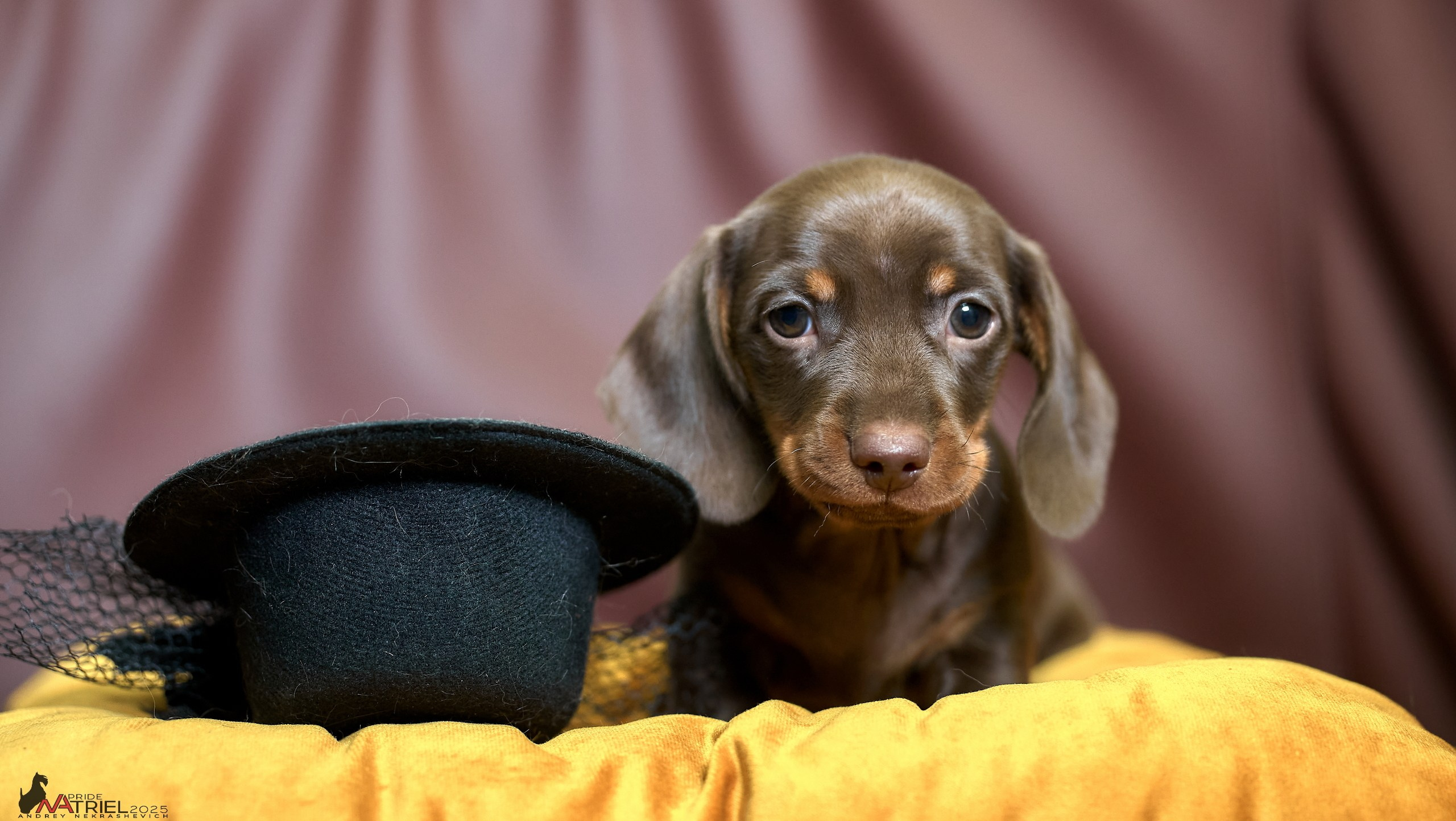 Съемка щенков таксы с мобильным светом