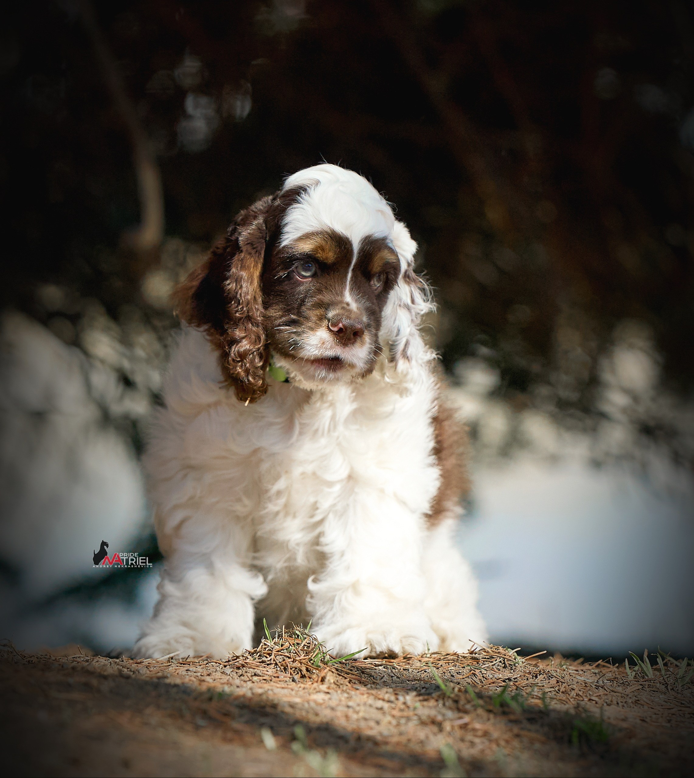 Прогулка со щенком