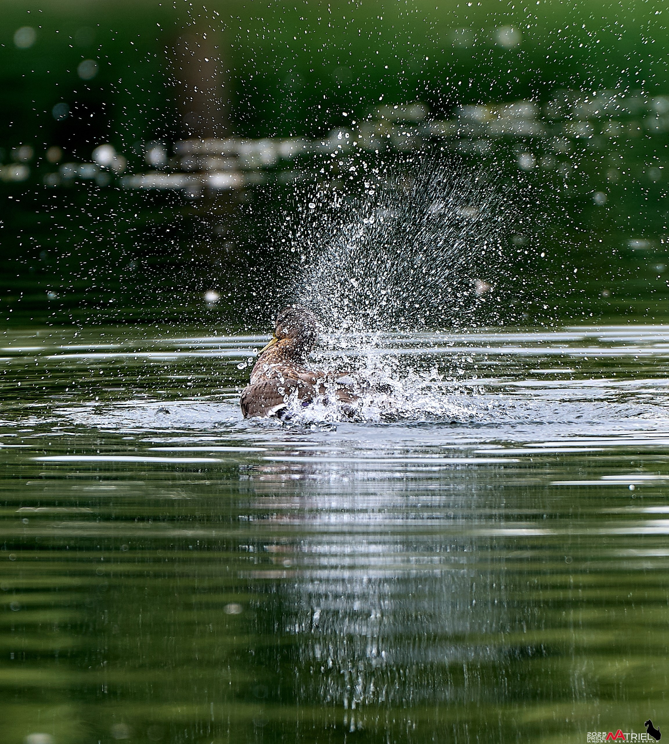 Утки на пруду