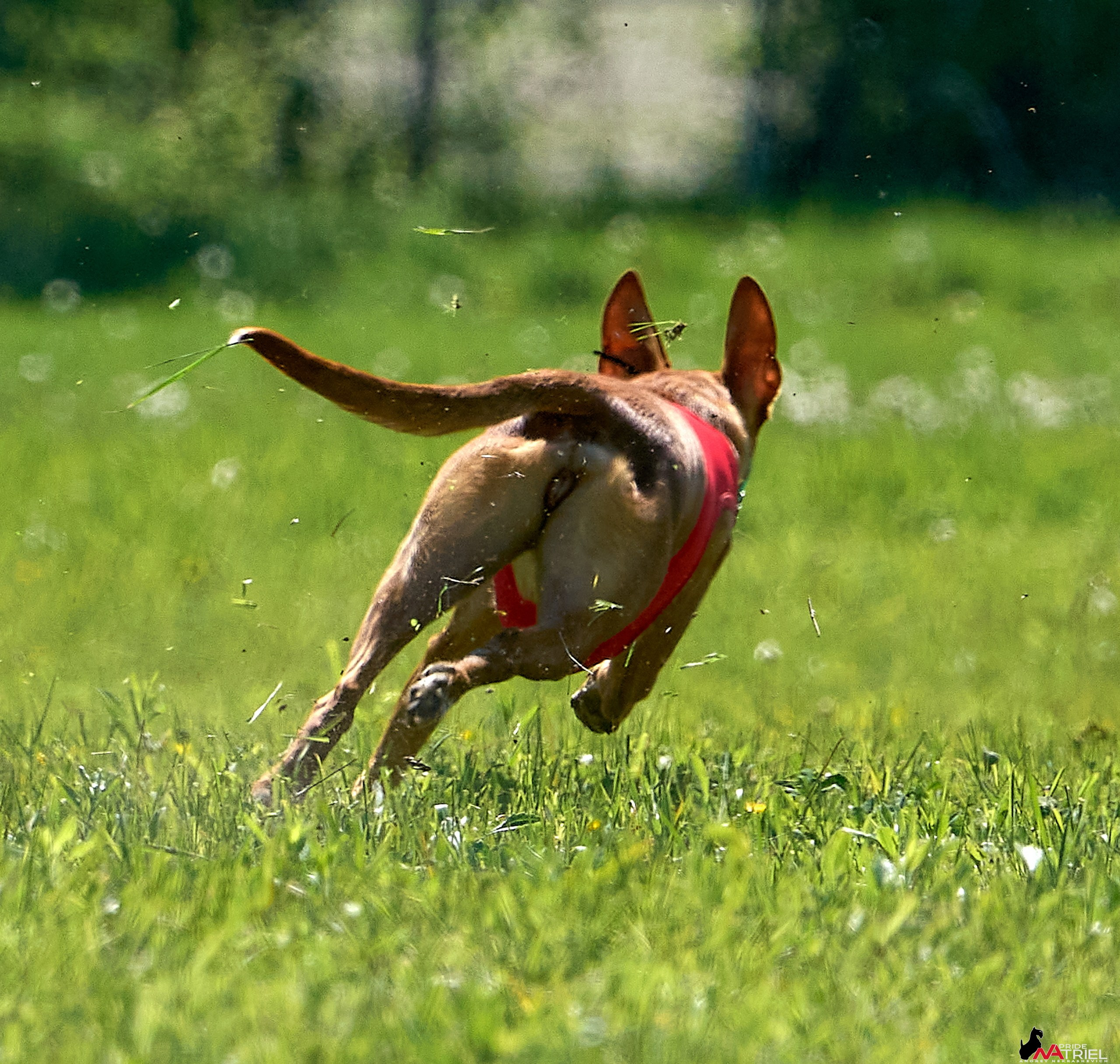 Съемка курсинг — галерея NATRIEL