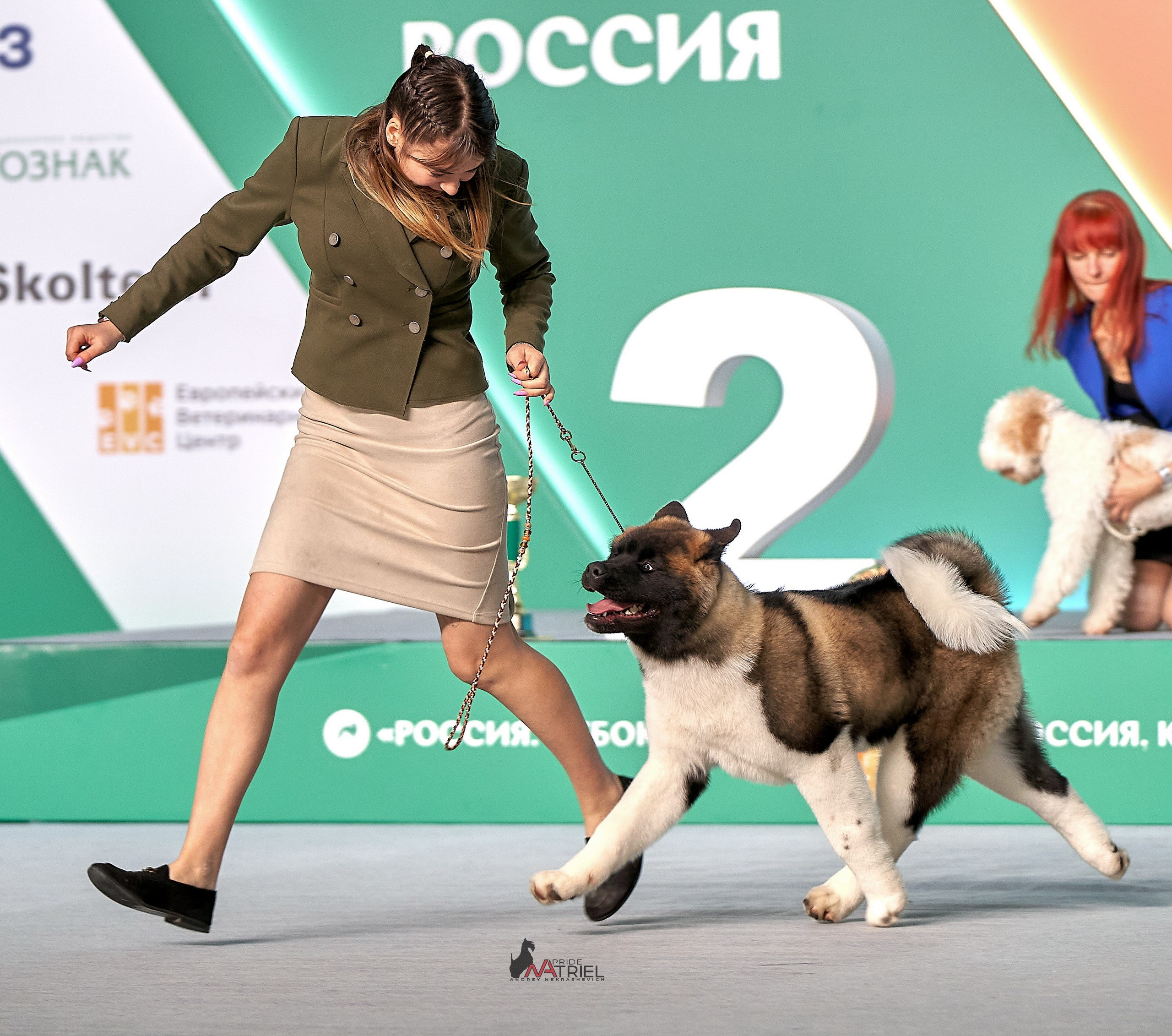 Работа в рингах — галерея NATRIEL