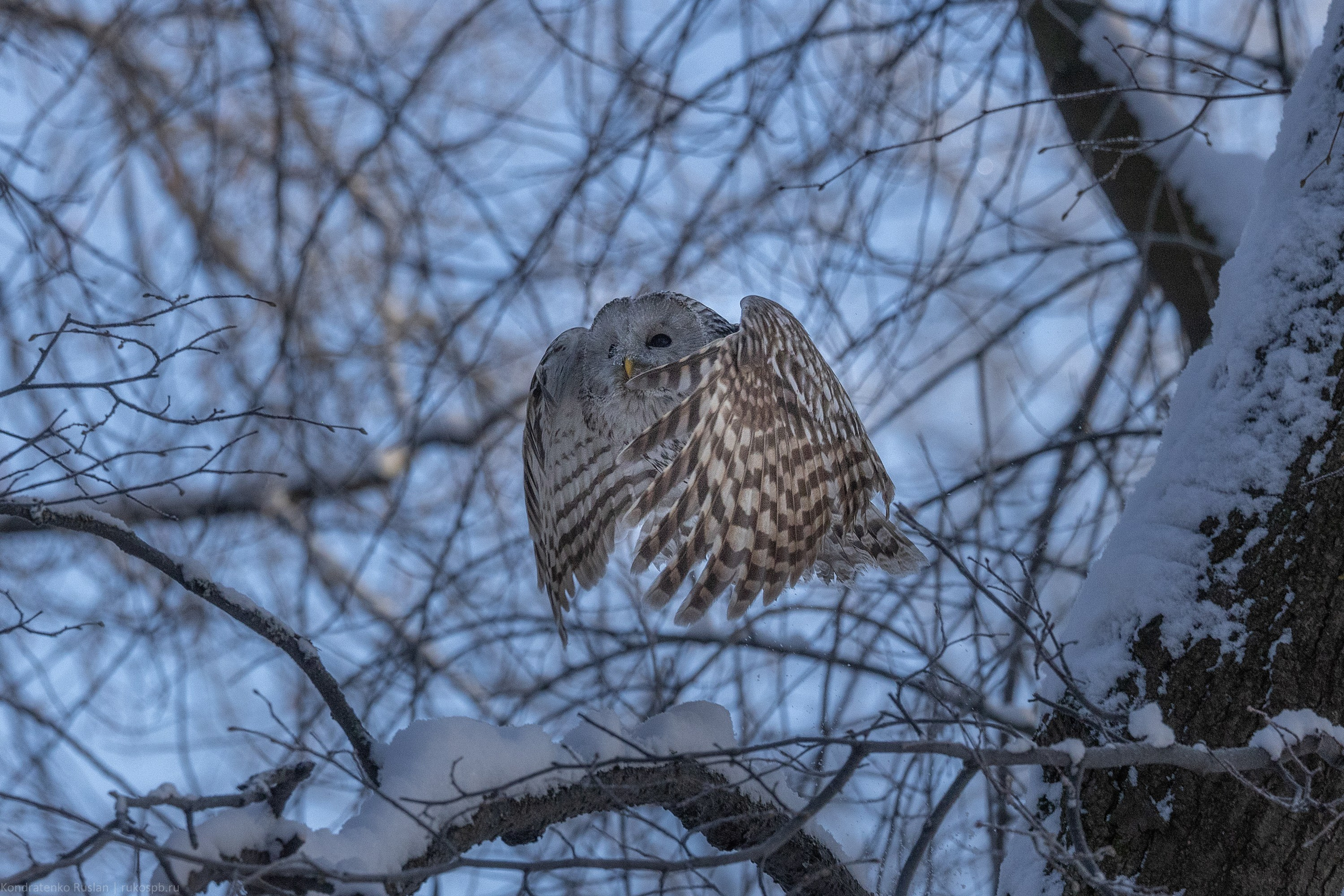 Длиннохвостая неясыть. Архитектурный и пейзажный фотограф Кондратенко Руслан, Санкт-Петербург