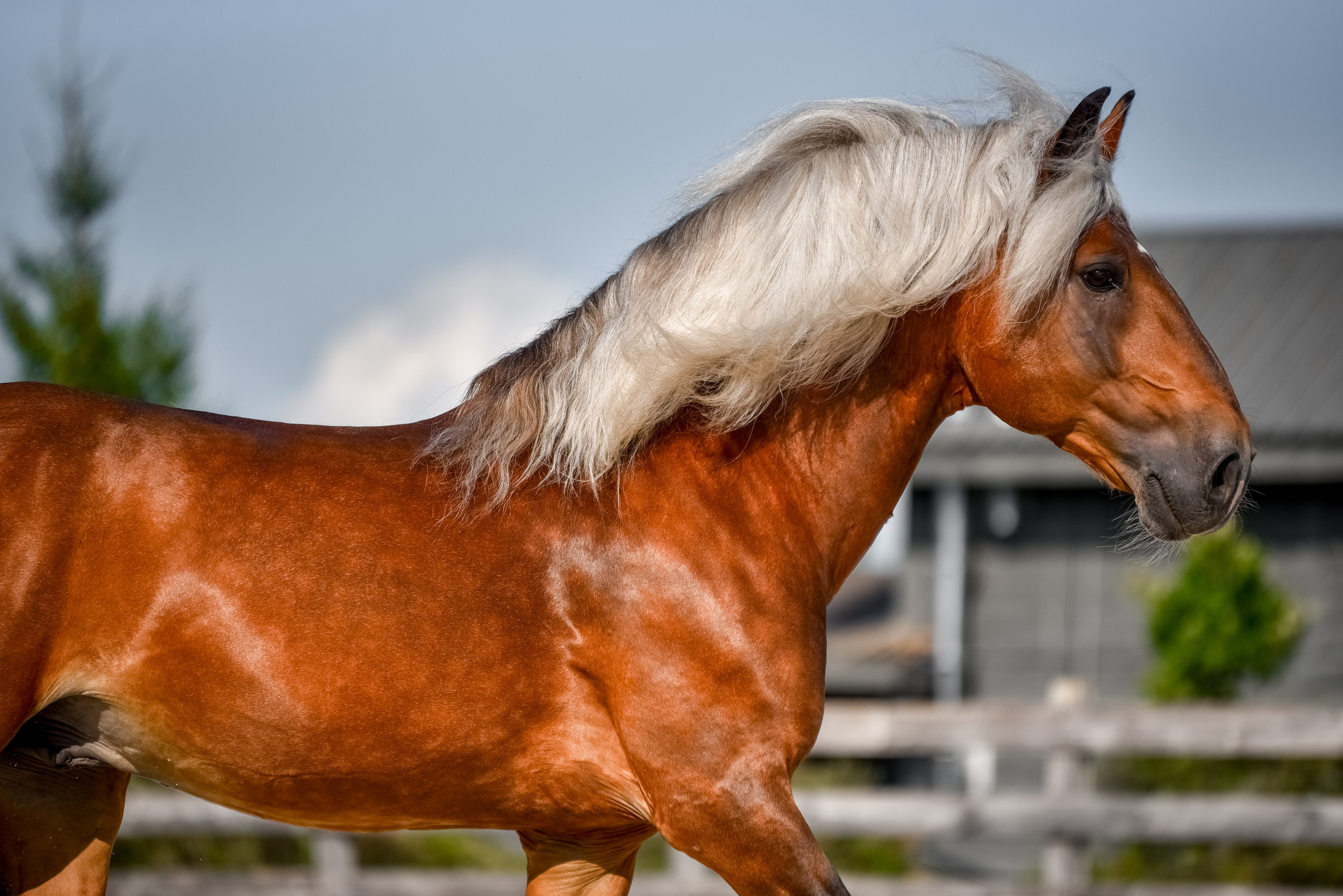 Лошади на свободе, съемка лошадей, экстерьерная съемка, фотосессия