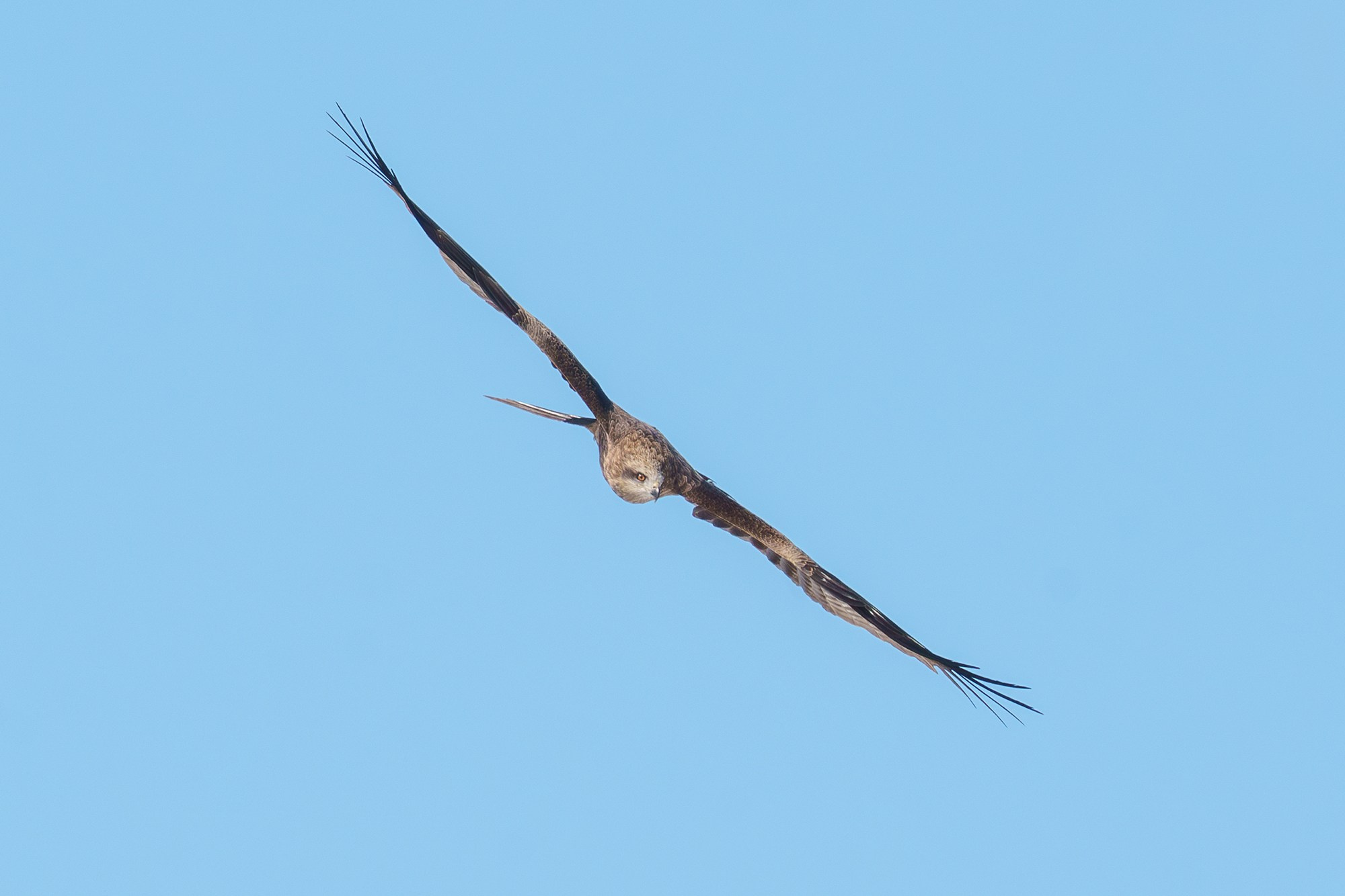 Удивительные мир птиц. Вокруг нас столько прекрасного — присмотритесь!. Ваш личный фотограф Марина Волкова