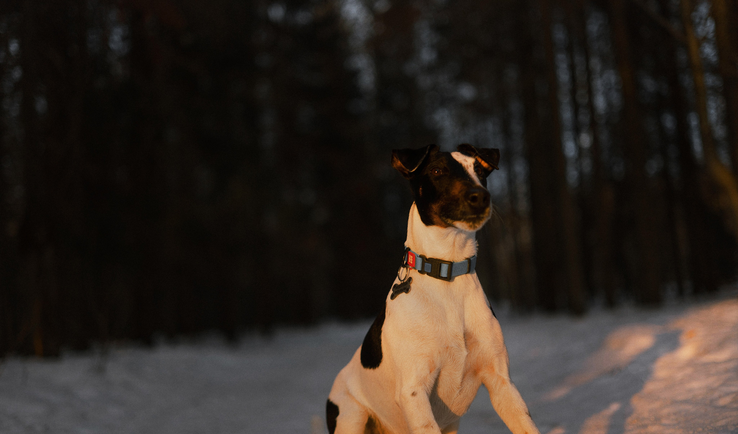 Ольга и Сэм. Фотограф-анималист Богданова Полина