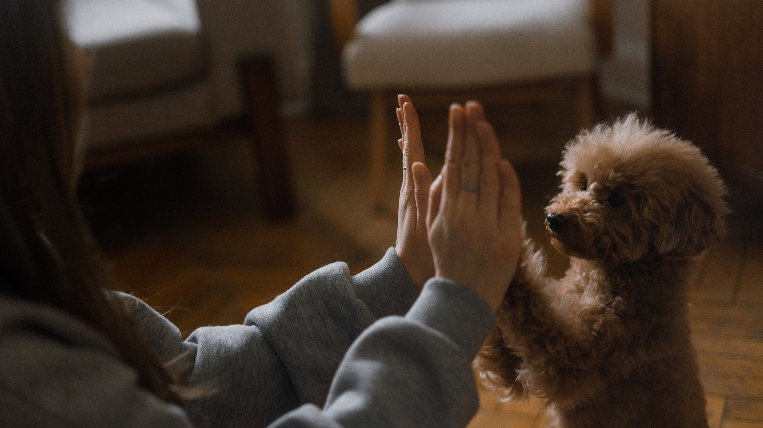 Маша, Одди и Нэвил. Фотограф-анималист Богданова Полина