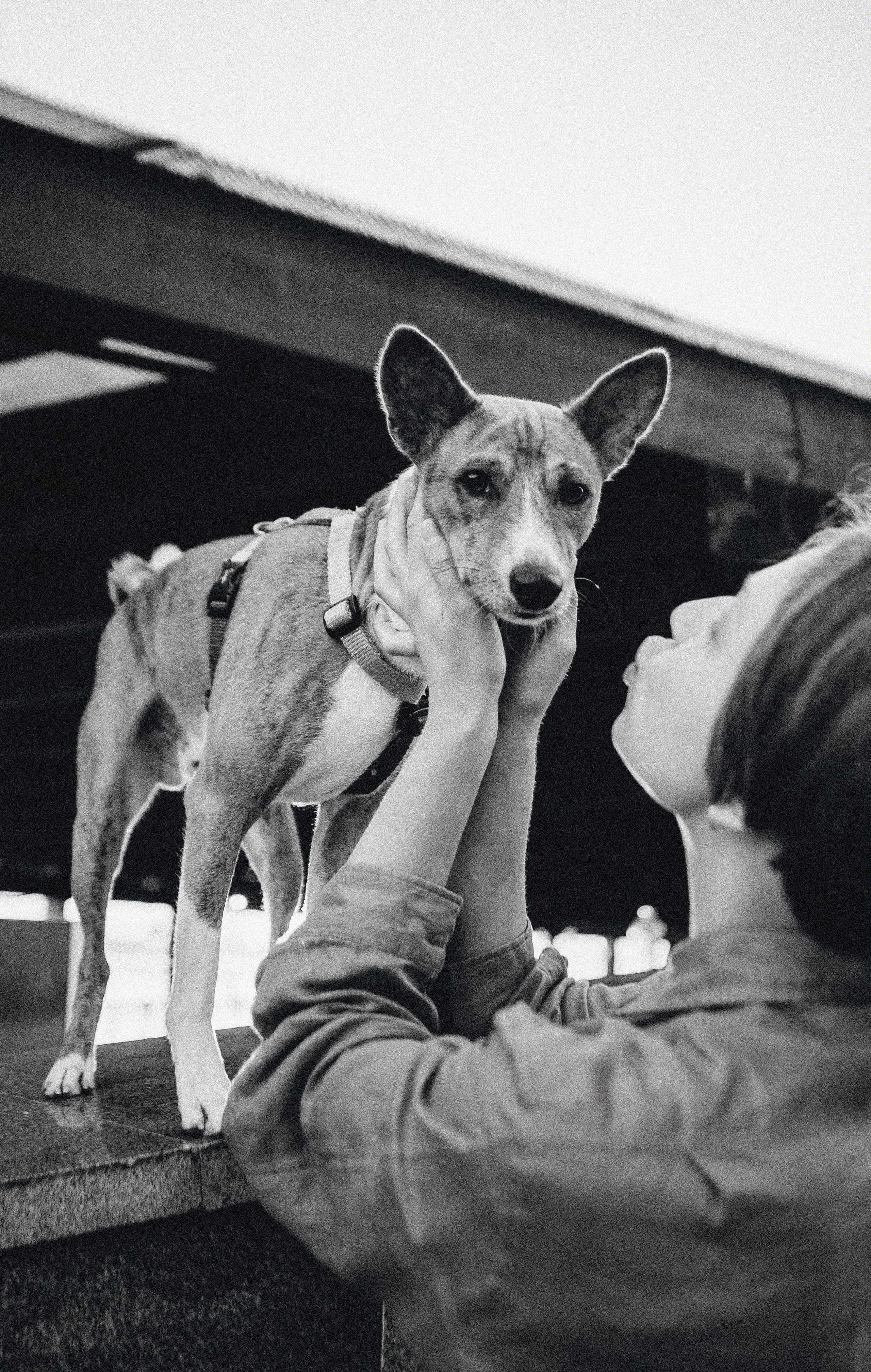 Снежана и Мэнни. Фотограф-анималист Богданова Полина