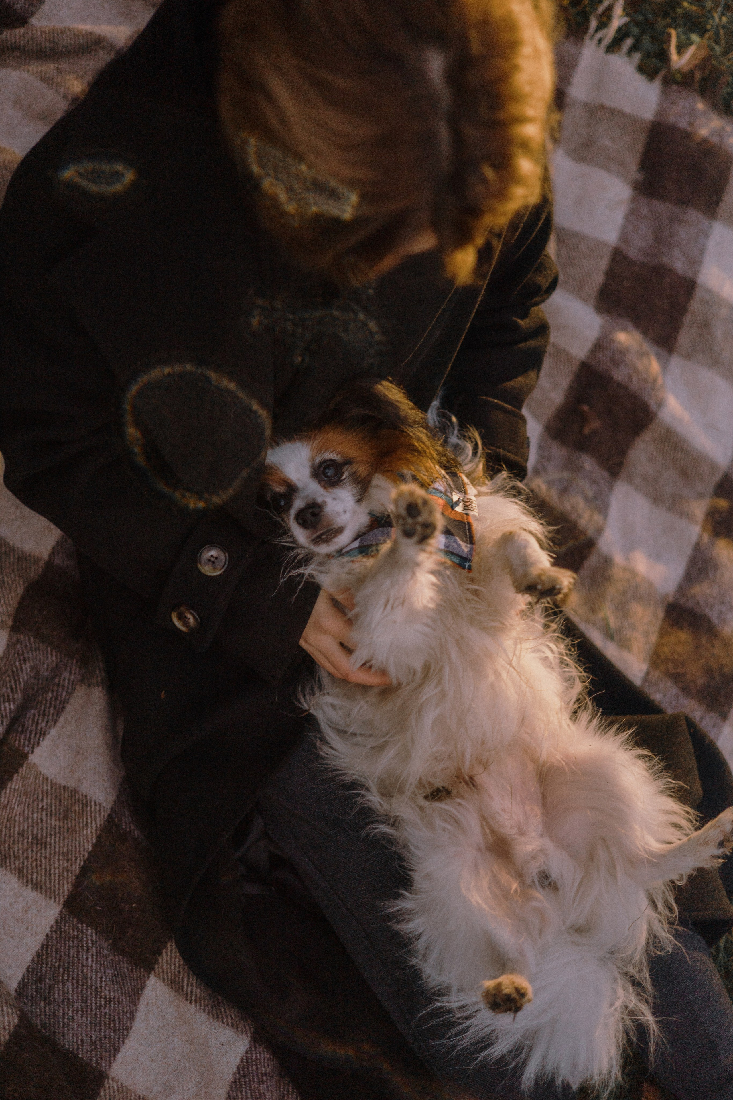 Маша, Катя, Астрид и Мася. Фотограф-анималист Богданова Полина