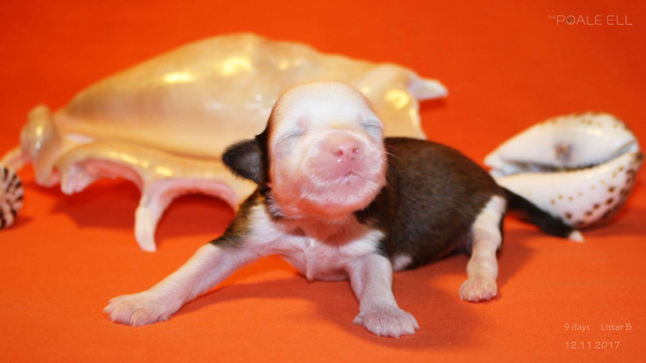 Poale Ell Barthalamew. Chinese Crested Dog Kennel Poale Ell