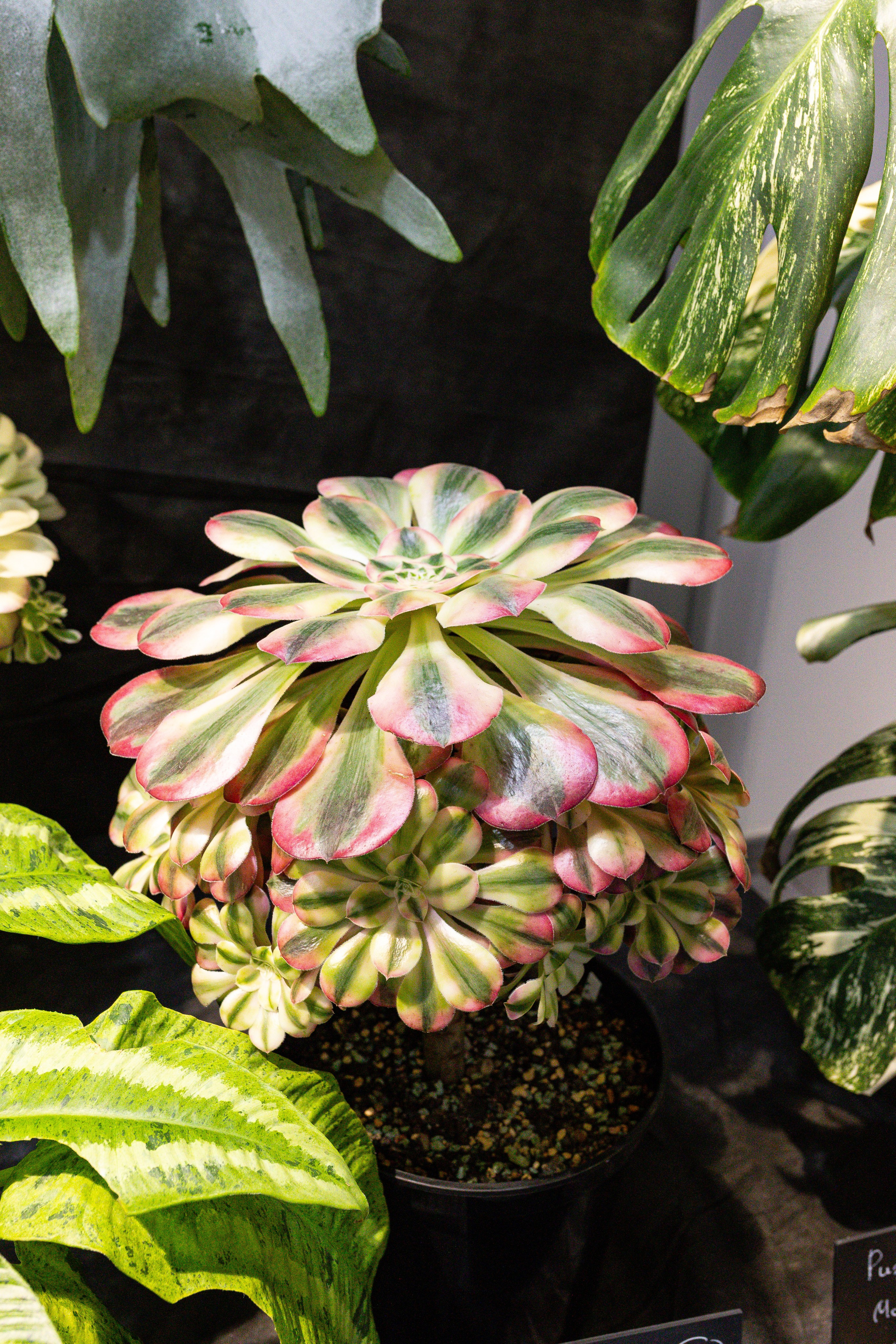 Монстериум 11–12 октября. Александра Куликова фотограф, Москва