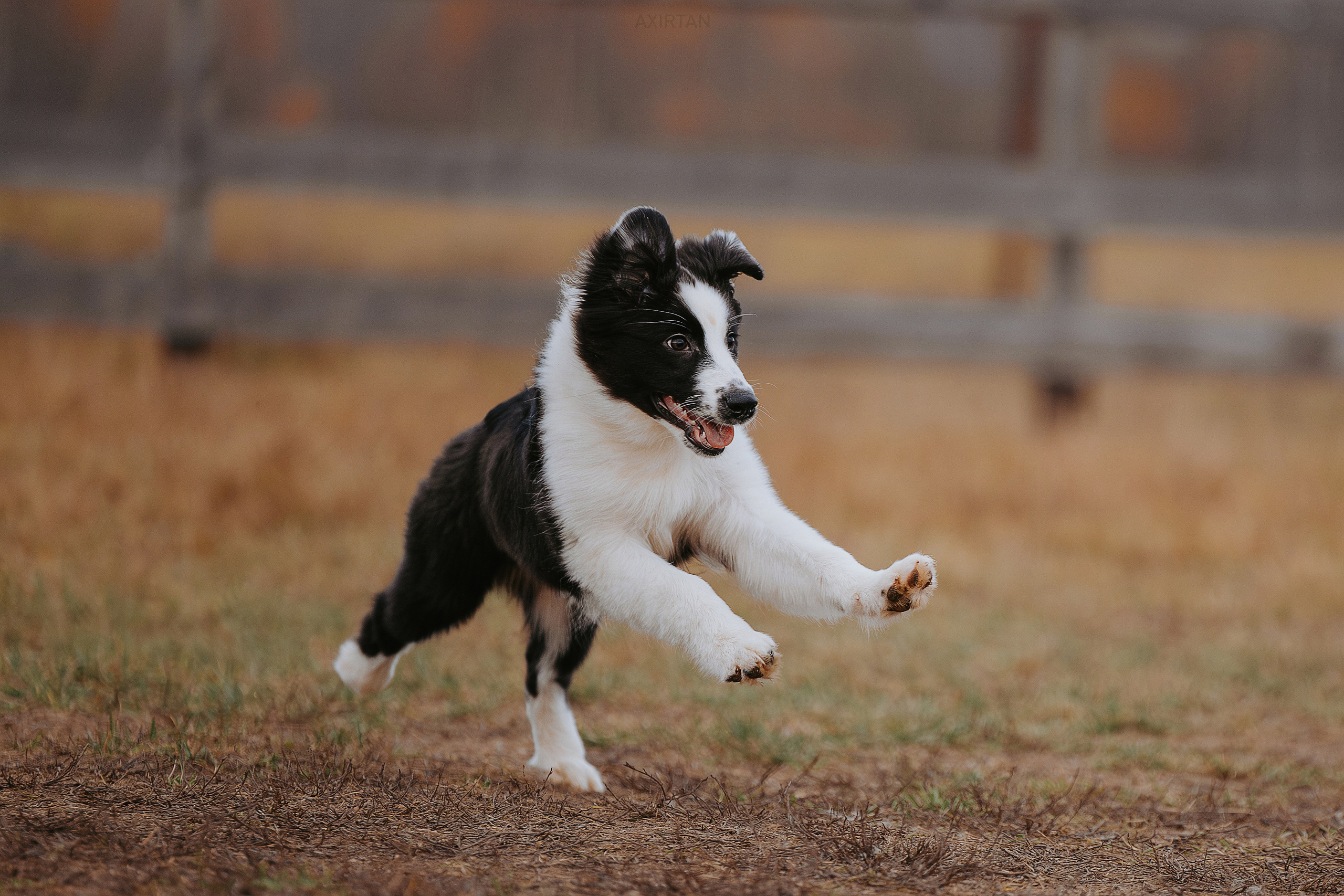Карныш. BLGKV питомник собак