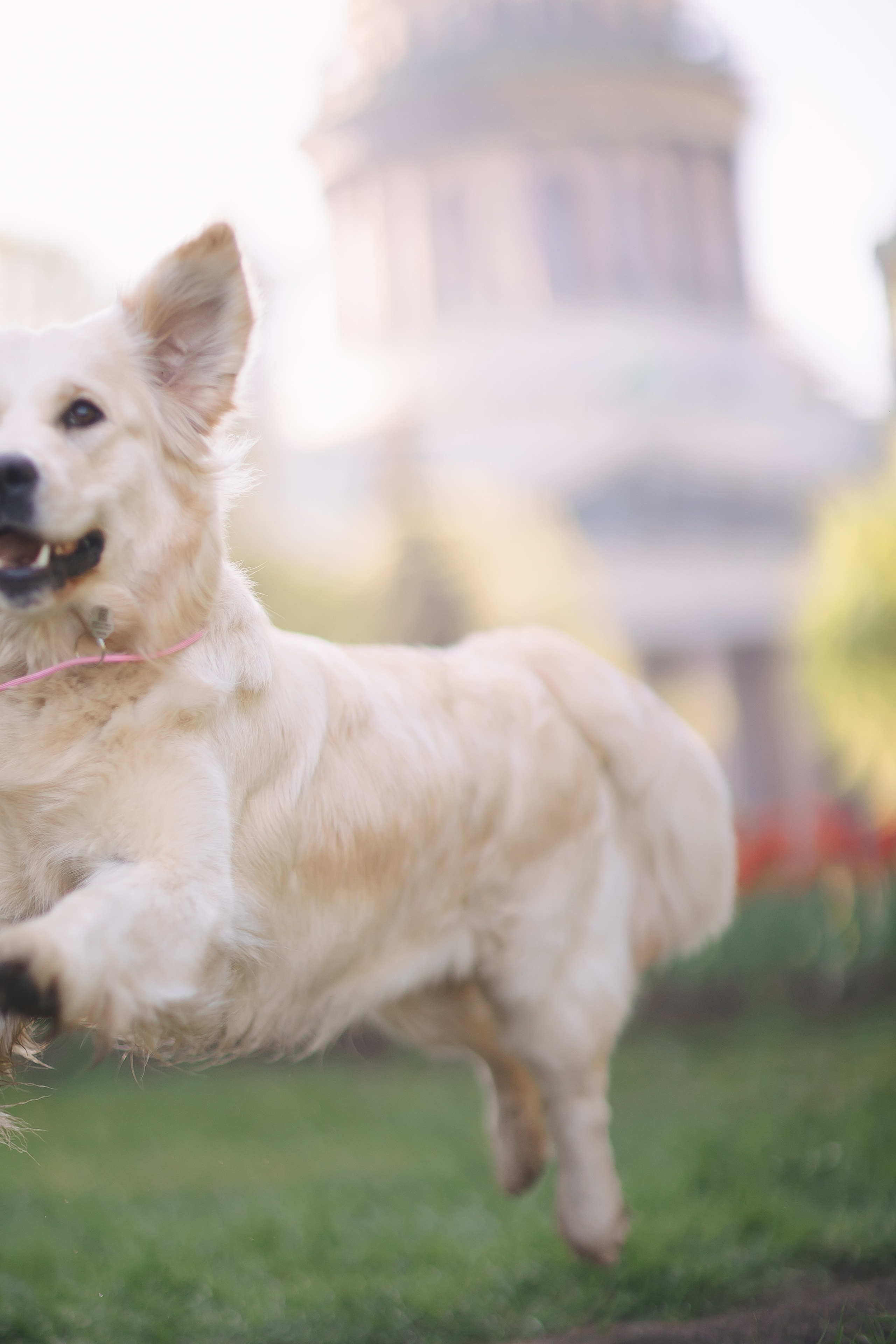 Золотистый ретривер Мона, Питер. Свадебный и женский фотограф