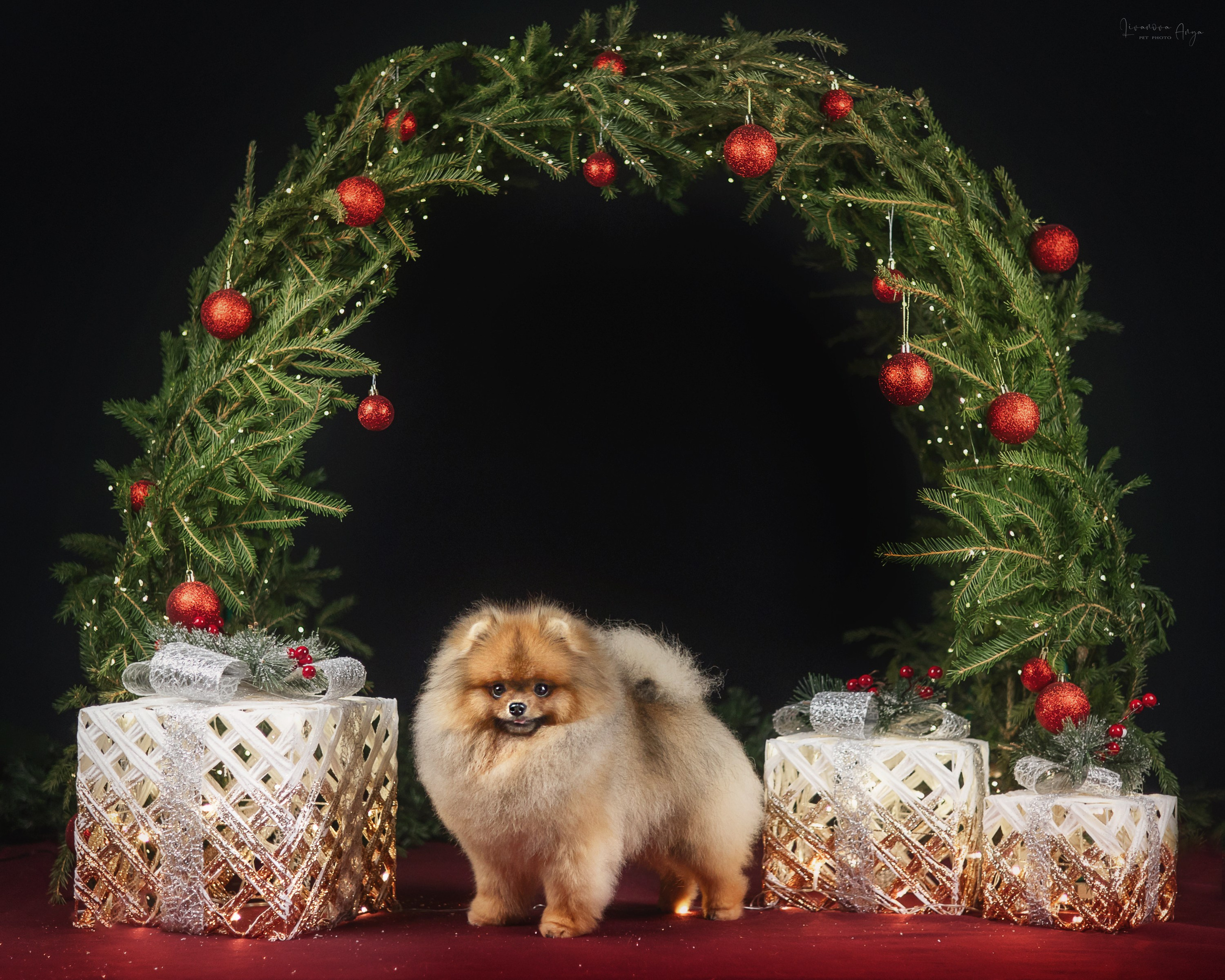 Фотодень_1 2025. Фотограф анималист Аня Ливанова | Рыбинск