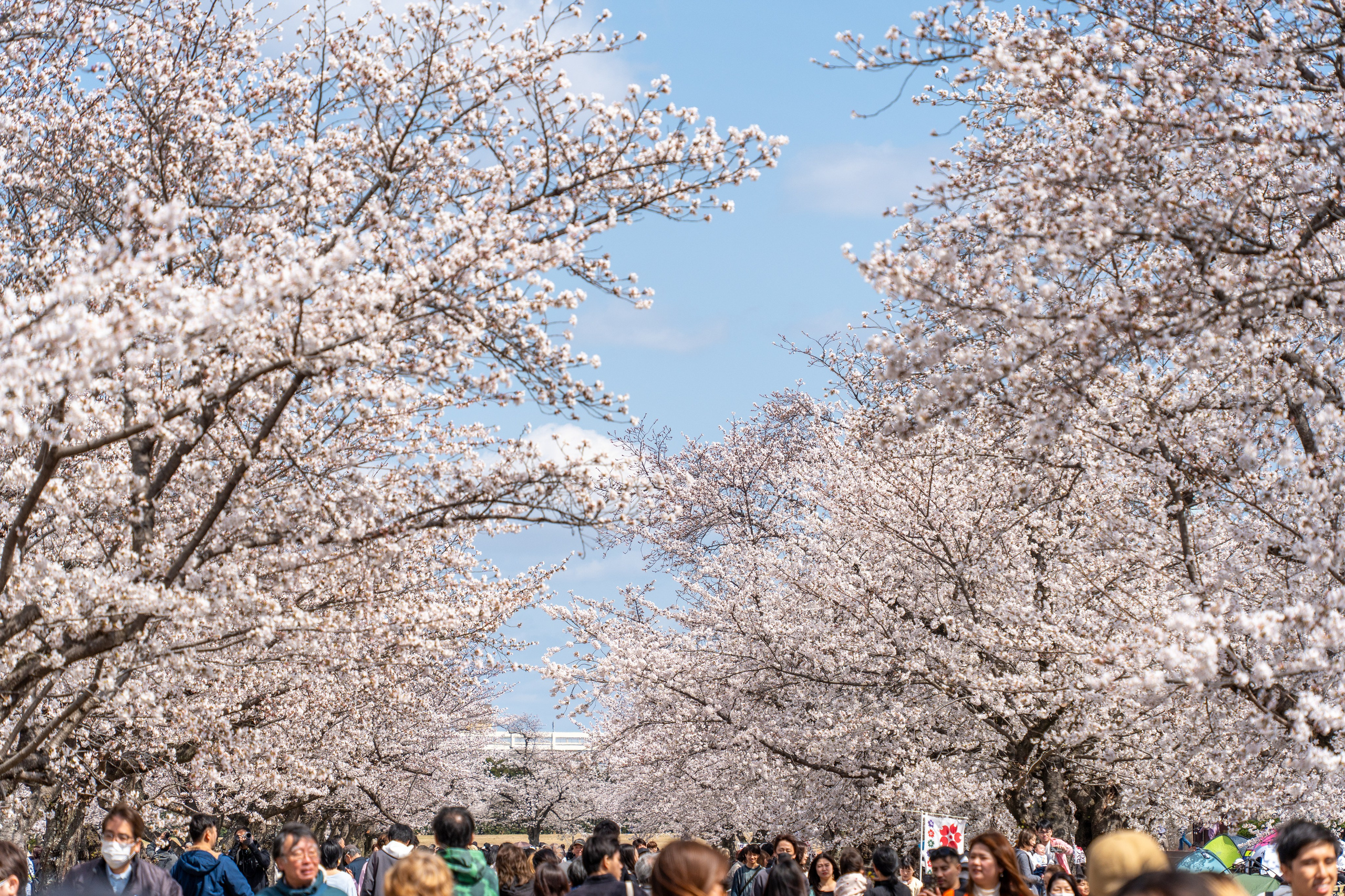 Япония, сакура. Творческие сьемки