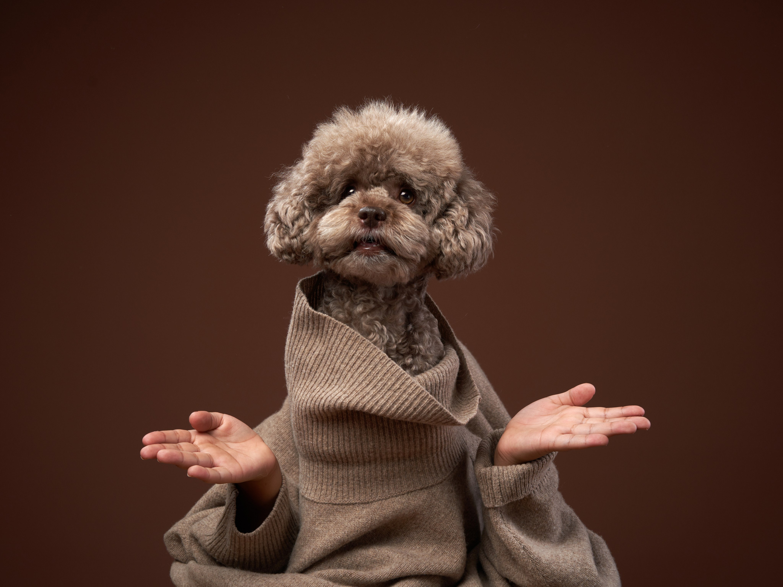 Фотографии собак и кошек в студии Анималистика. Фотограф-анималист Аверьянова Анна — Художественная фотосъёмка собак