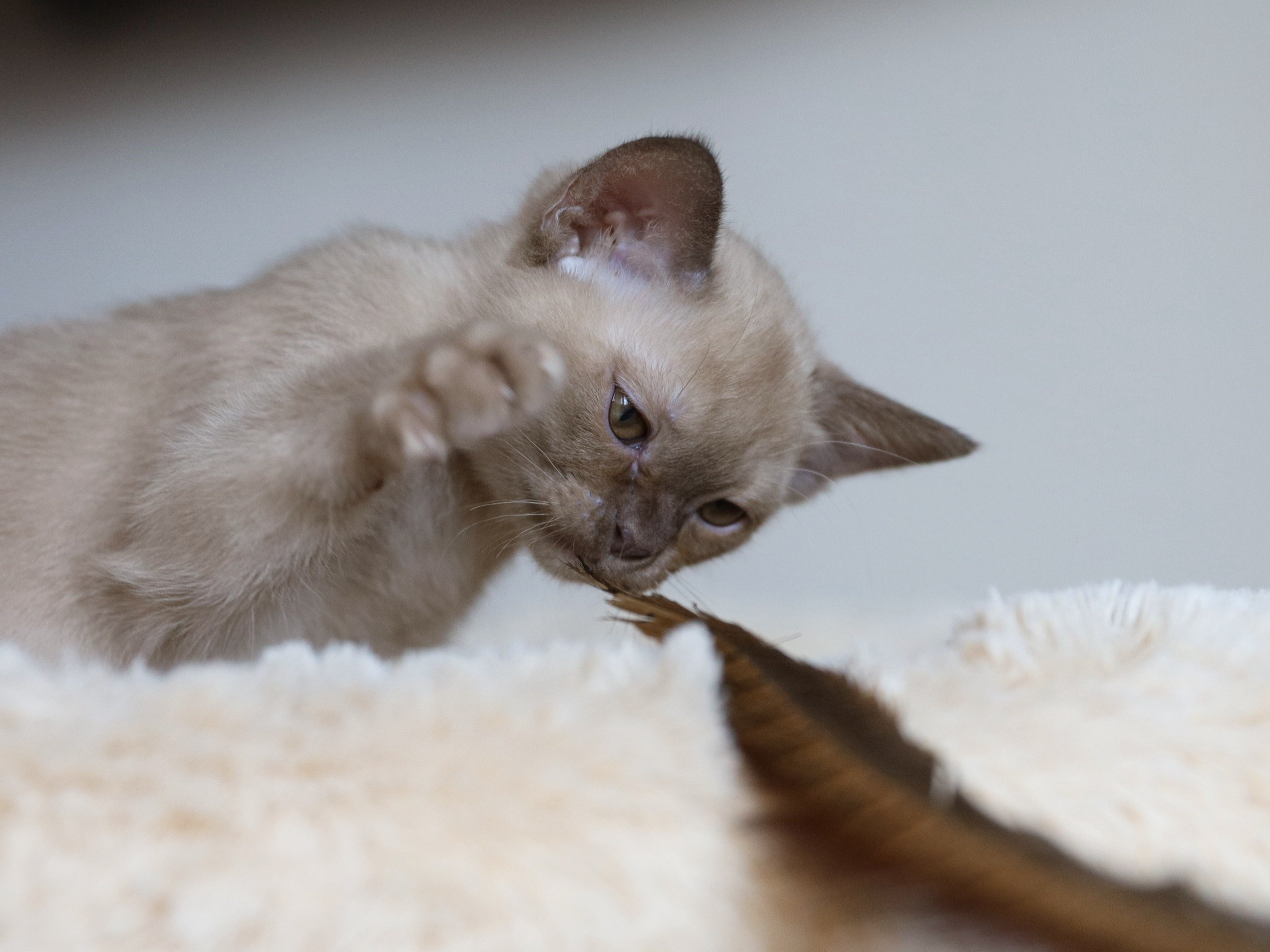 Caesar. Питомник «Bouncy Life»