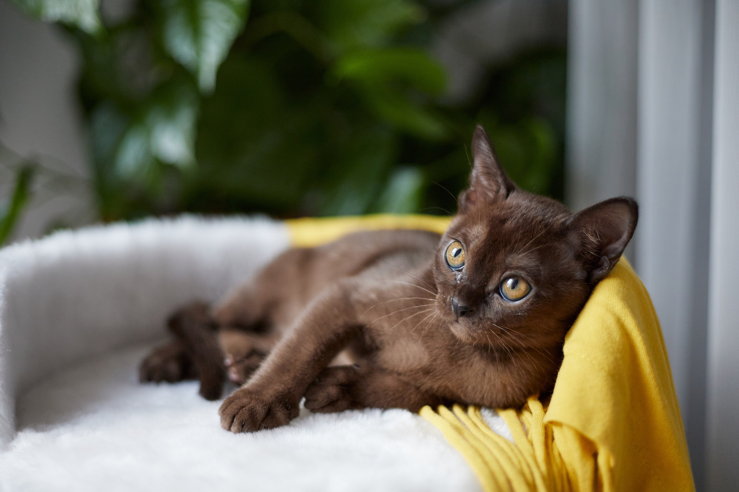 Jerry (Новый Уренгой). Питомник «Bouncy Life»