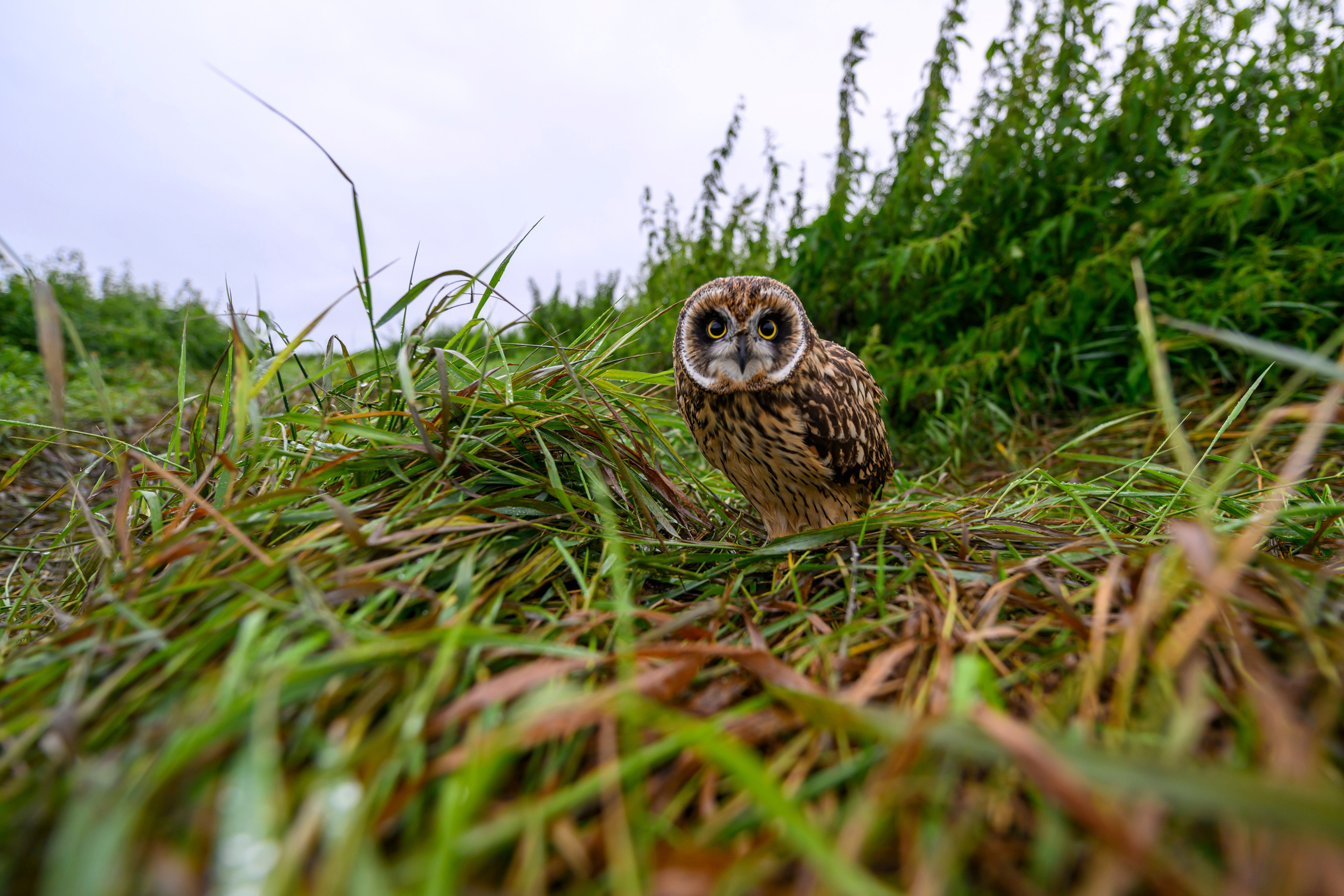 Совенок на ширик | Owlet with wide lens. Фотограф Сергей Пупонин