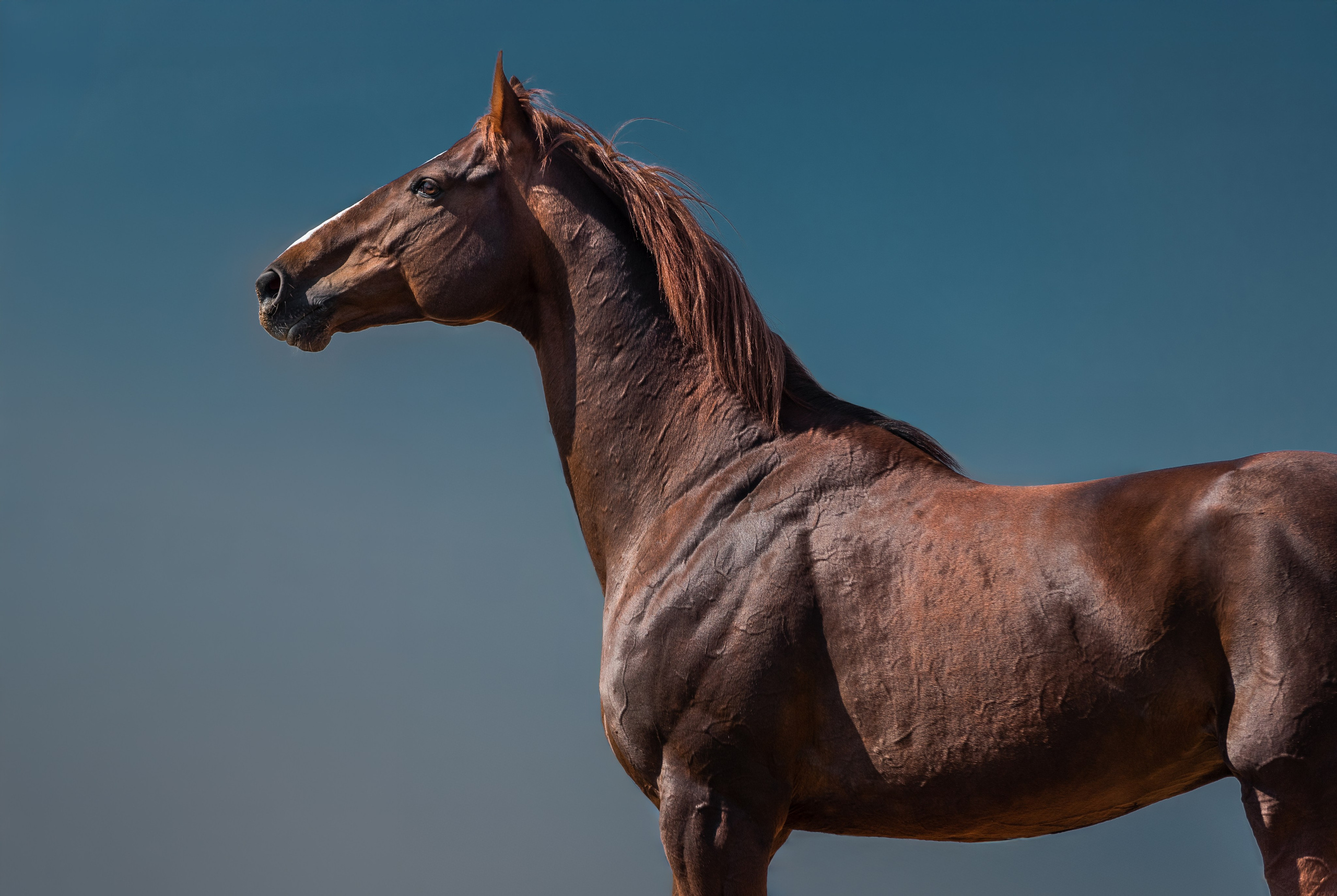 На природе. Фотограф-анималист Ксендзова Кристина