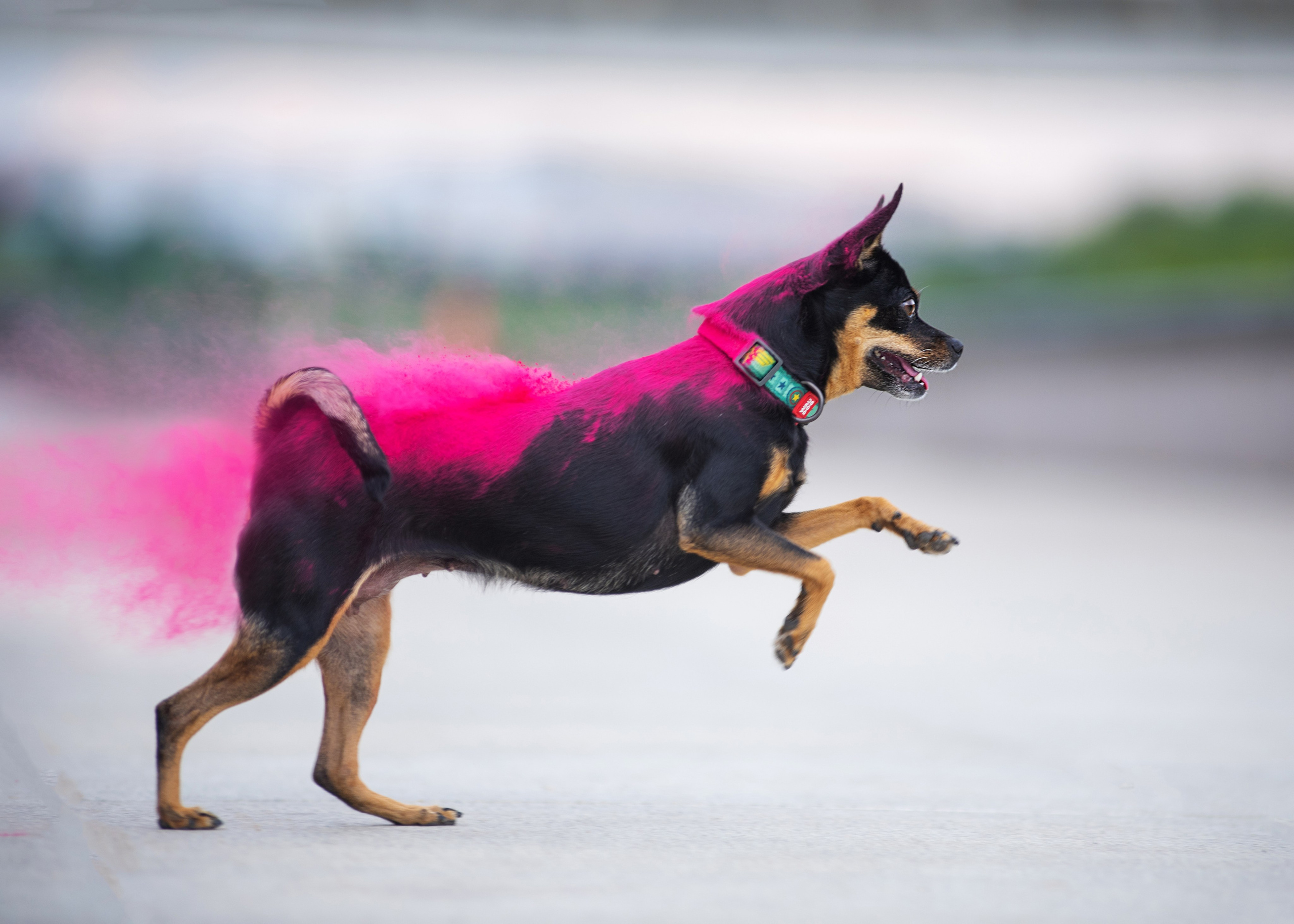 Мотя и краски холли. Дог-фотограф в Тюмени Александра Королева