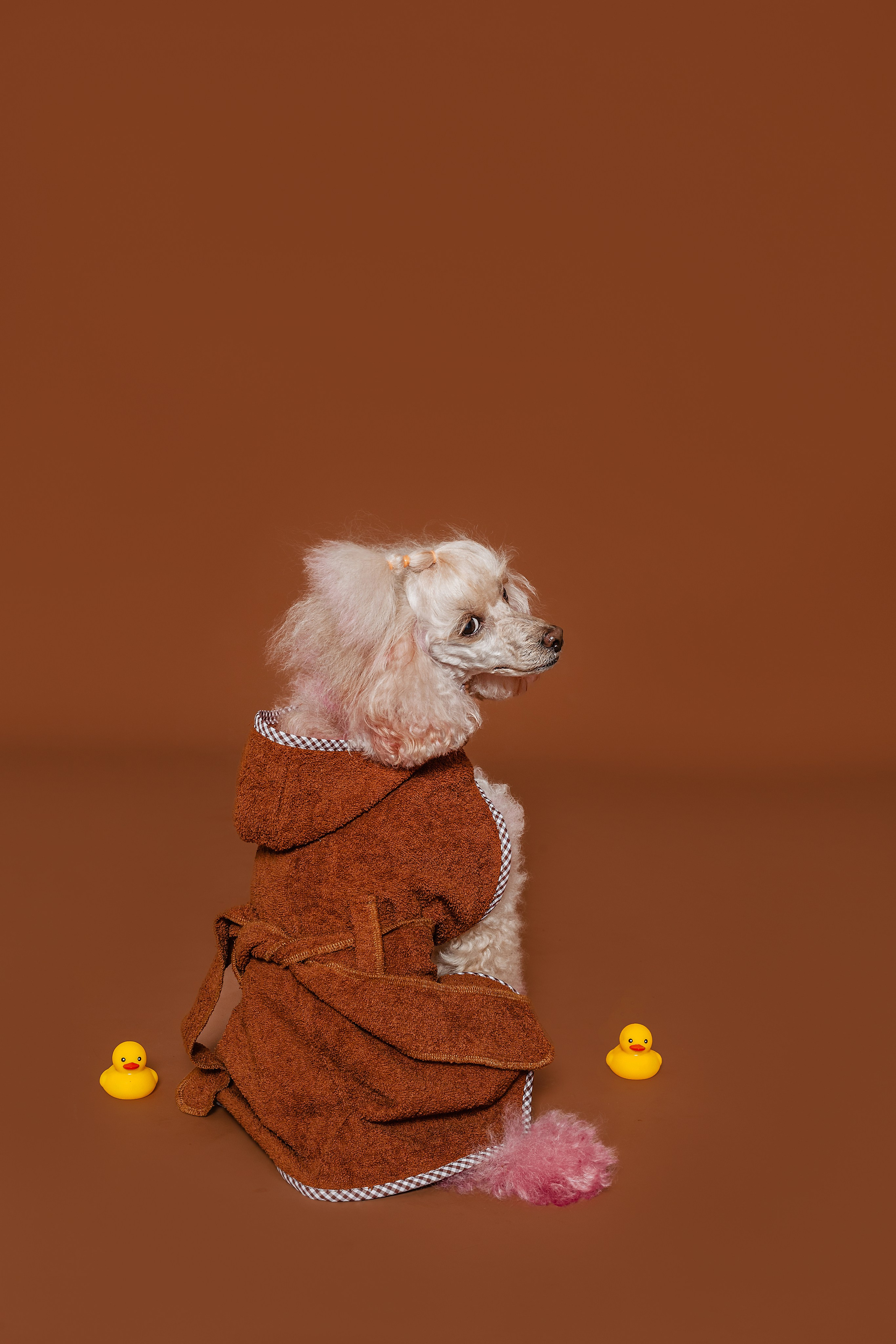 Съемка для бренда TEDDYBOY. Фотограф-анималист Татьяна Степанова