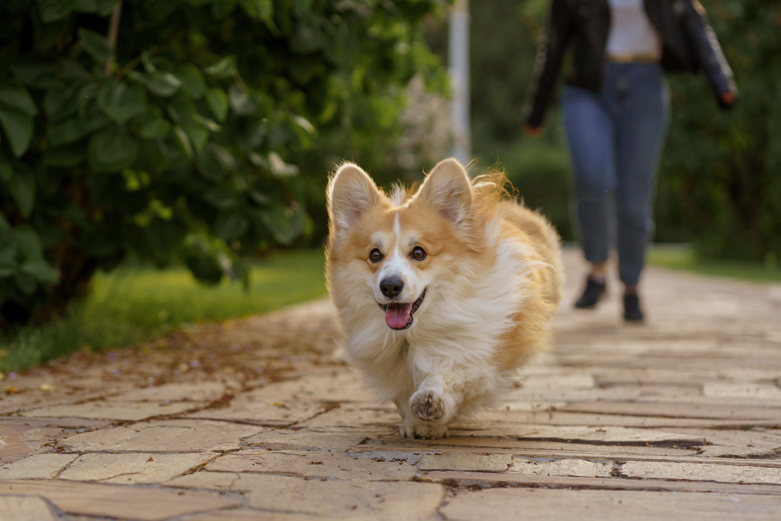 Катя, Арсений и Пух. Свадебный фотограф в Москве Анна Полушина
