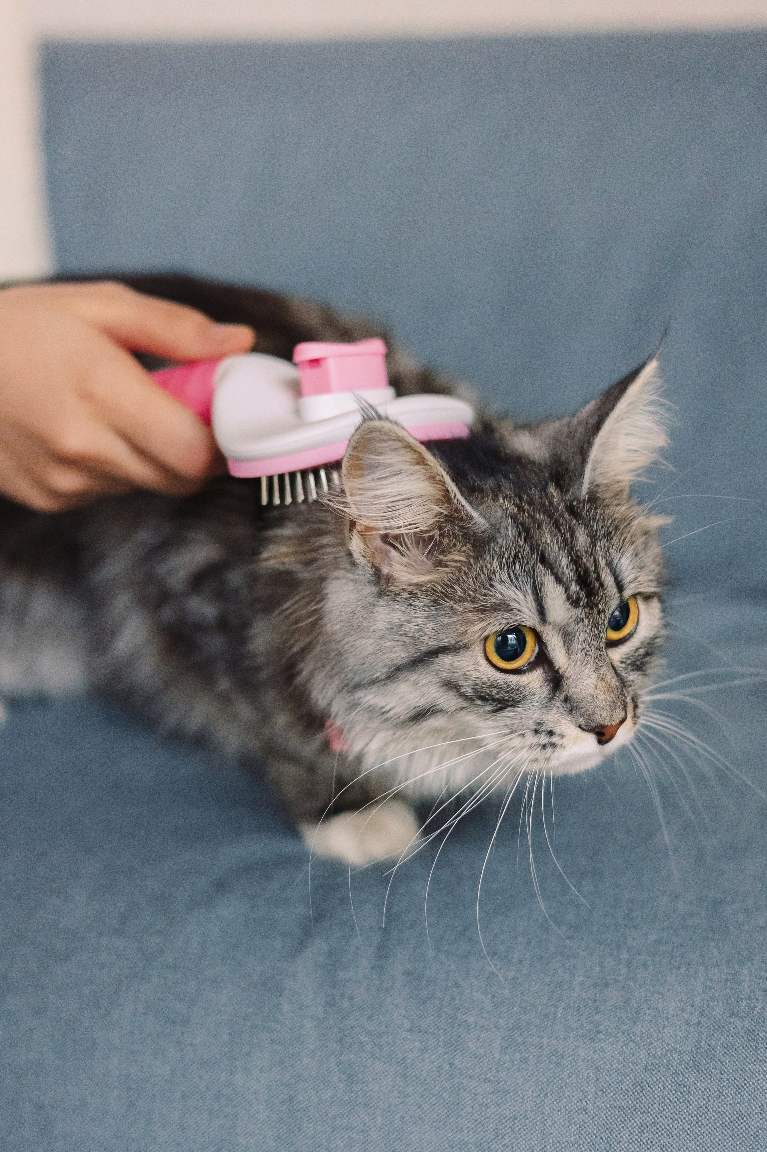 Магазин Friend of mine. Фотограф-анималист Елена Радченко, Москва