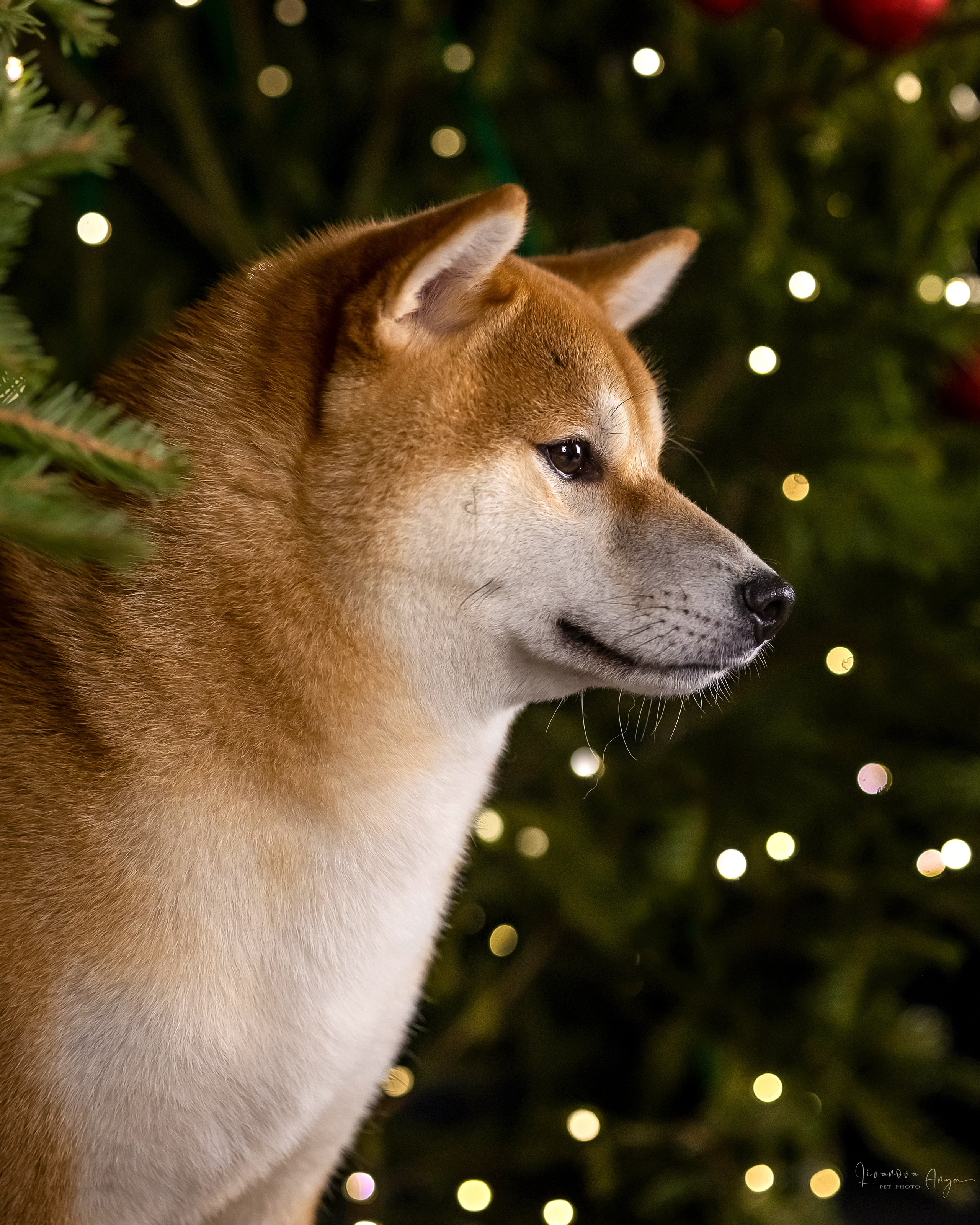 Фотодень_3 2025. Фотограф анималист Аня Ливанова | Рыбинск