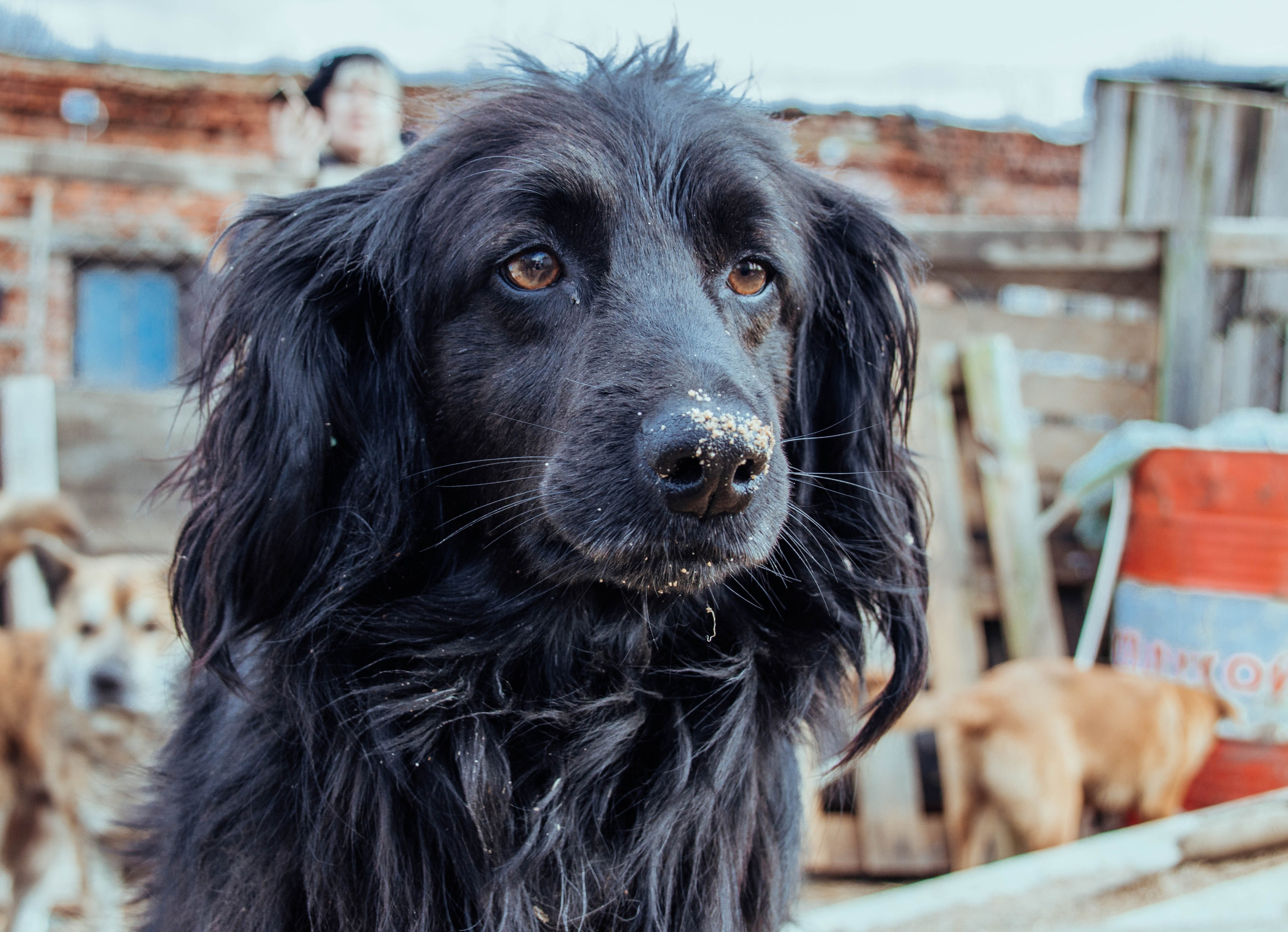 Приют «Дом Добра». Индивидуальный фотограф в Москве