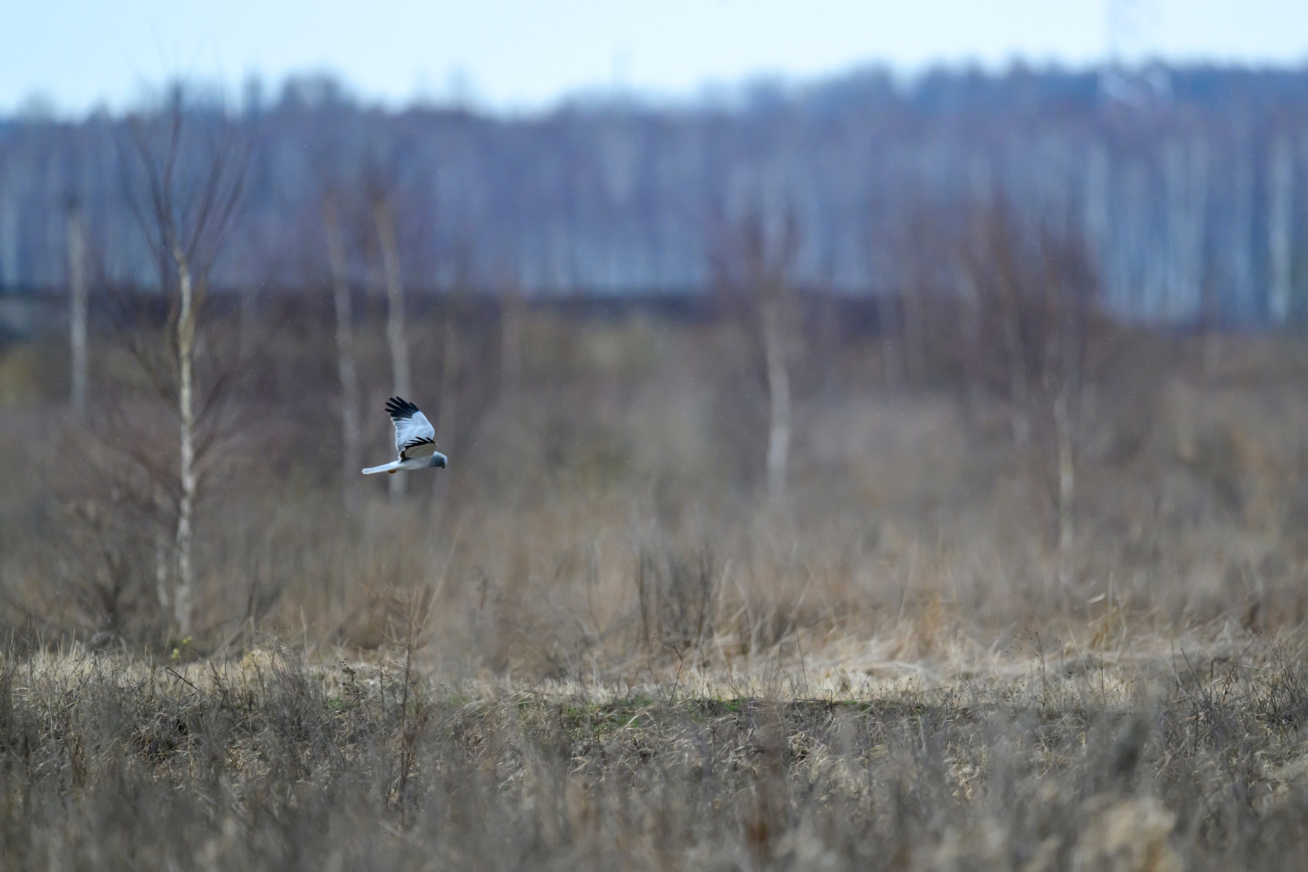 Стая вяхирей, полевой лунь. Фотограф Сергей Пупонин