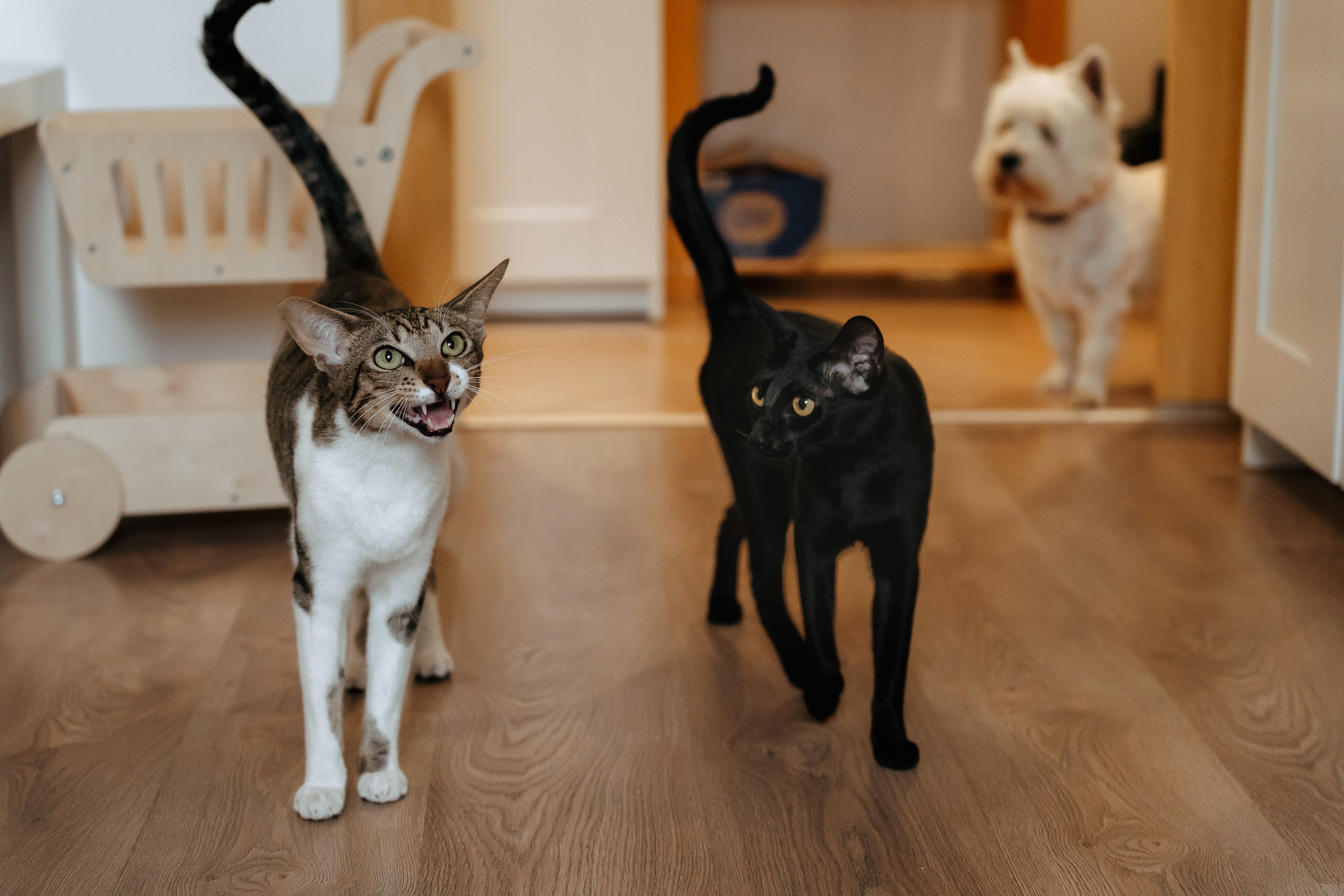 Кошки и собаки в одной квартире