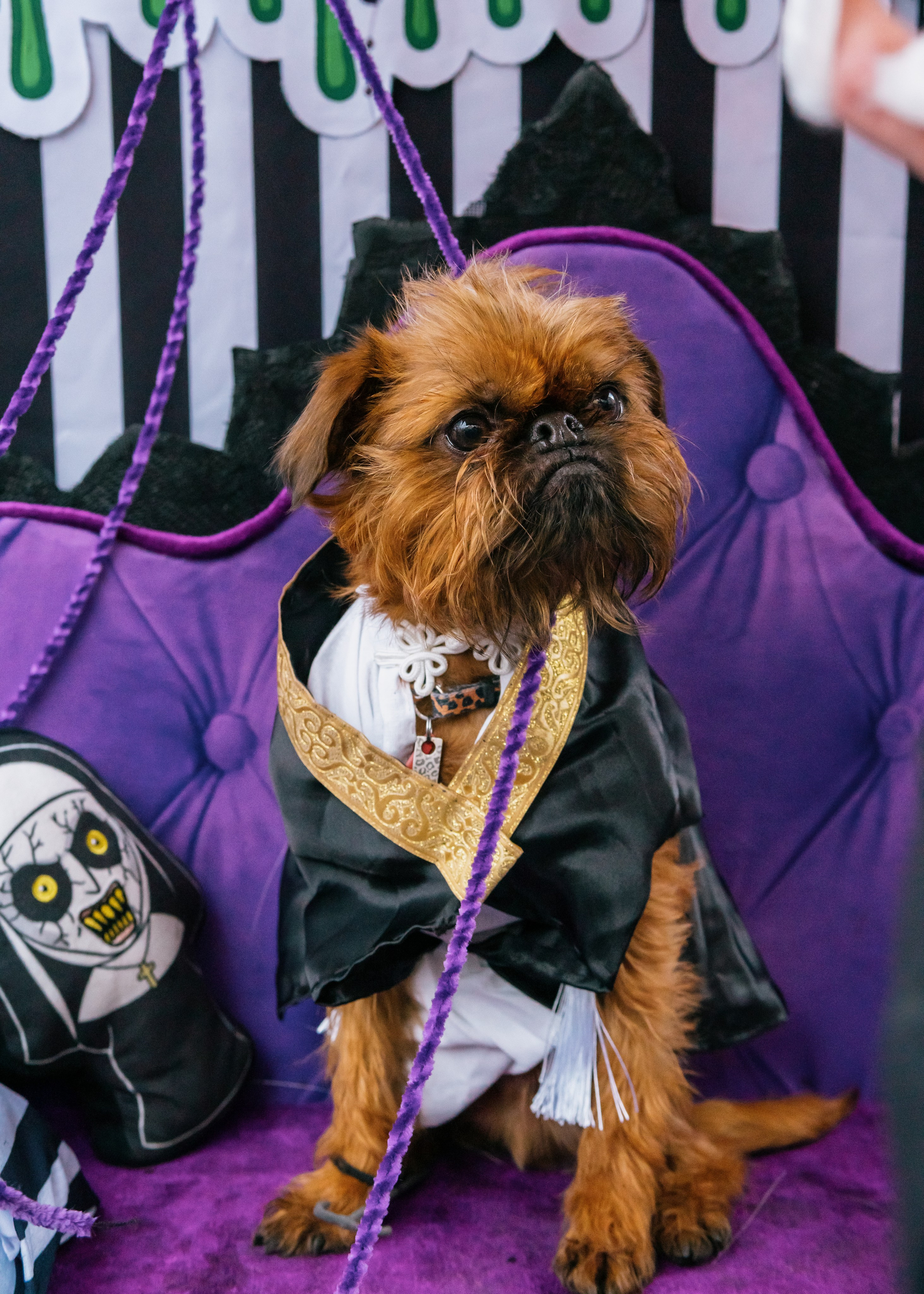 Тематическая встреча породников «Griffween». Фотограф-анималист Ксения Воробьева, Москва