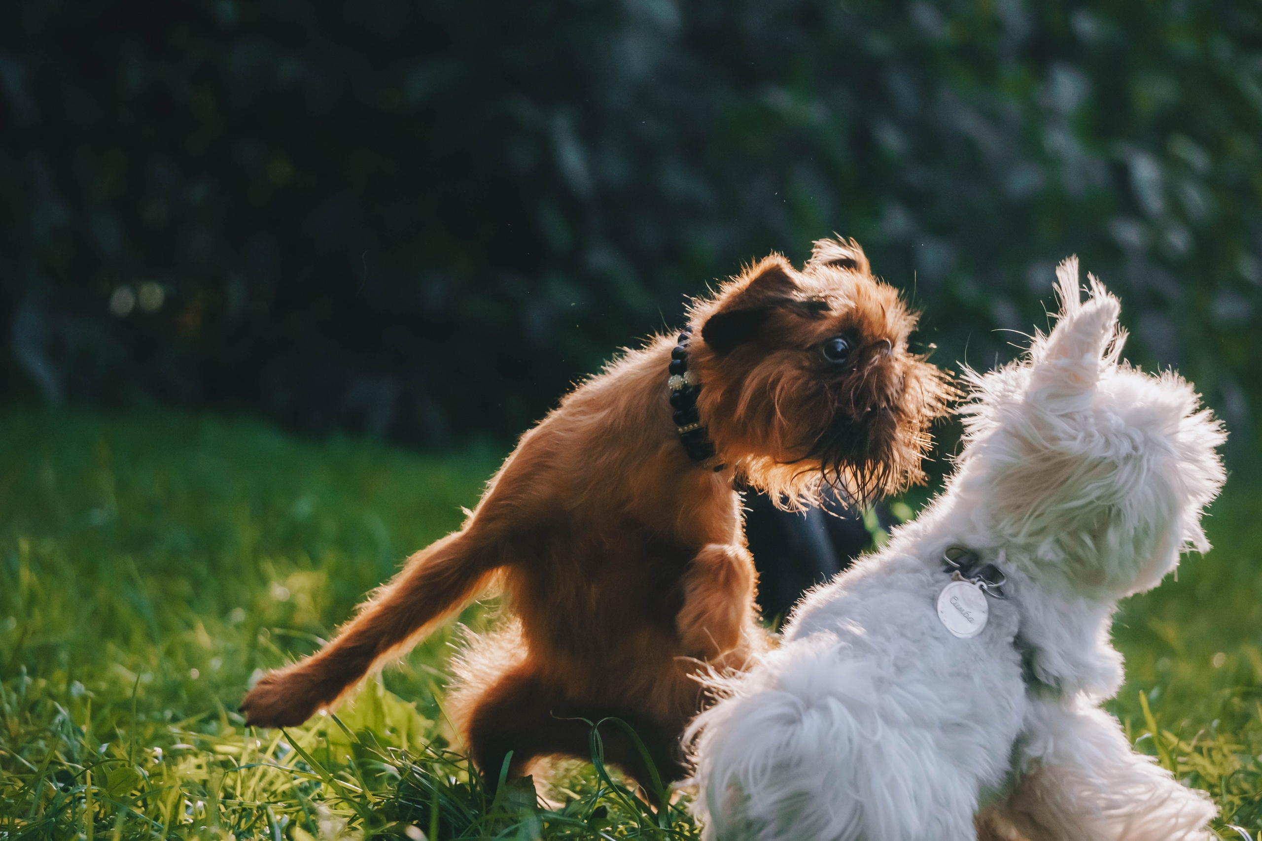 Мини-туса гриффоны и брабансоны. Фотограф-анималист Ксения Воробьева, Москва