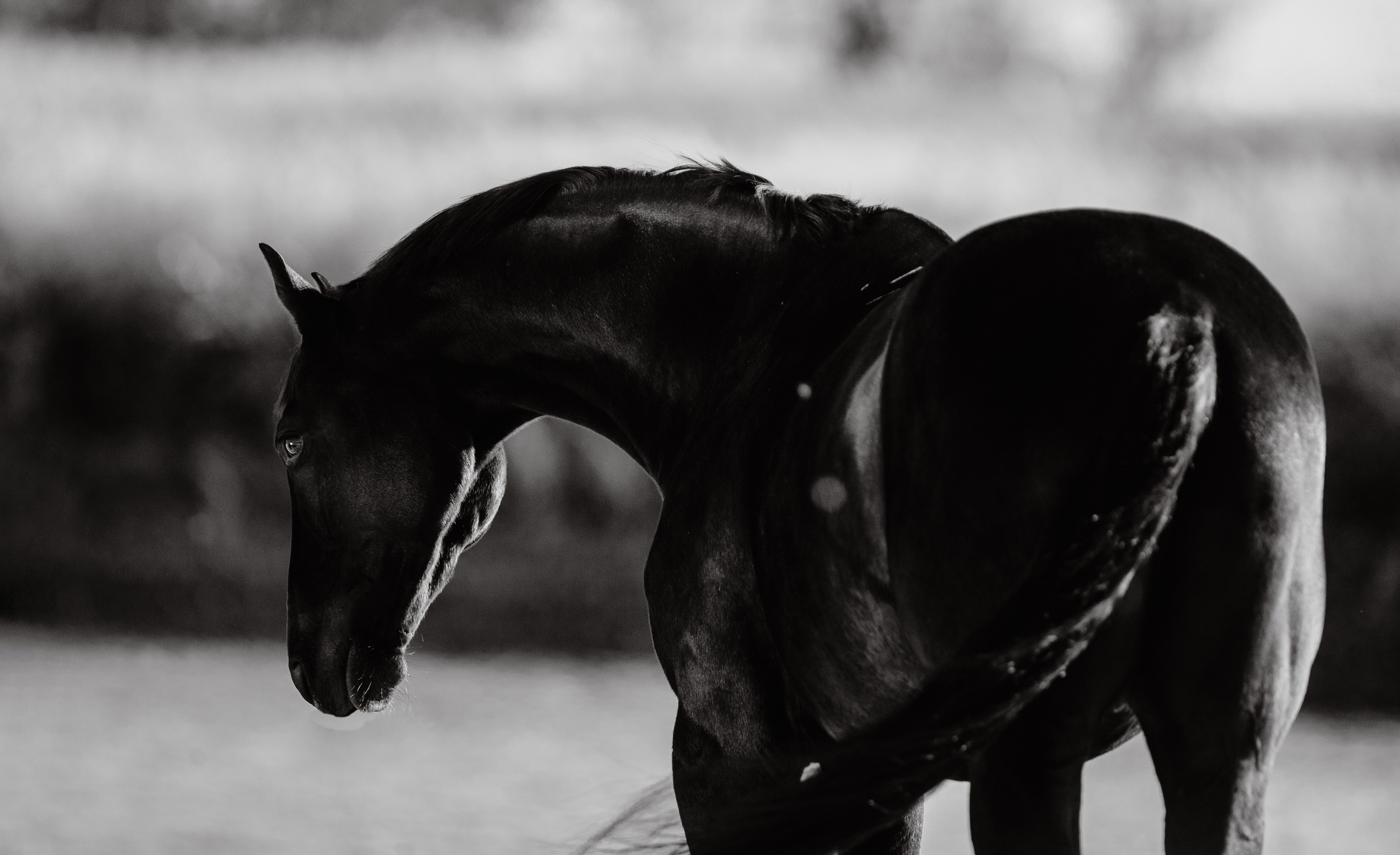 Разное. Фотограф-анималист Ксендзова Кристина